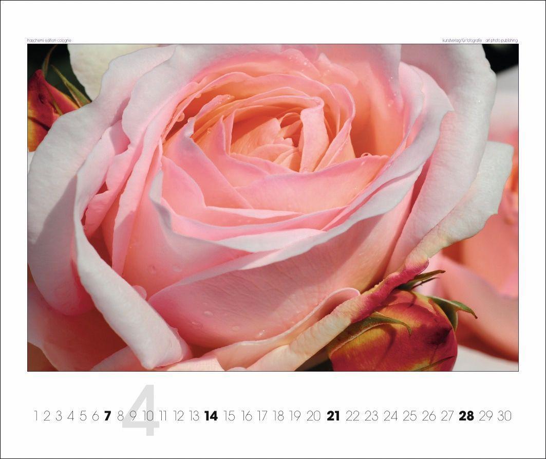 Beispielinhalt (Bild) Rosen 2025