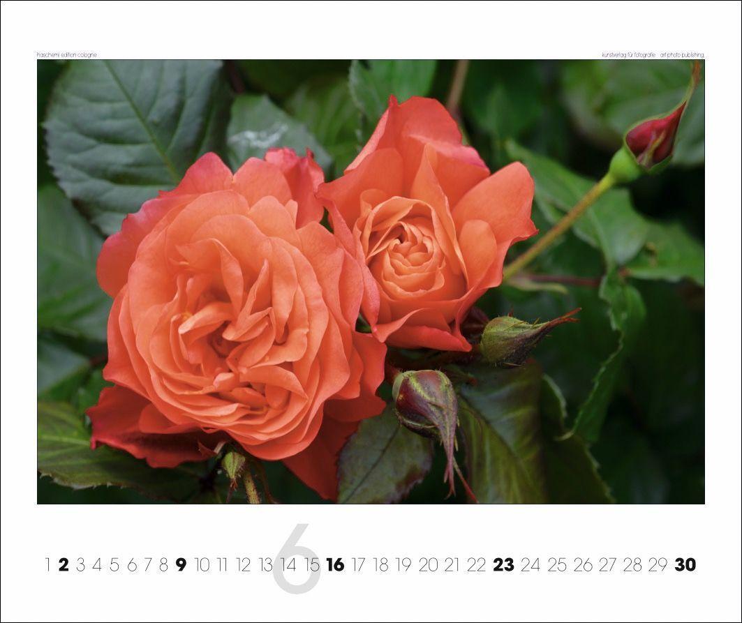 Beispielinhalt (Bild) Rosen 2025