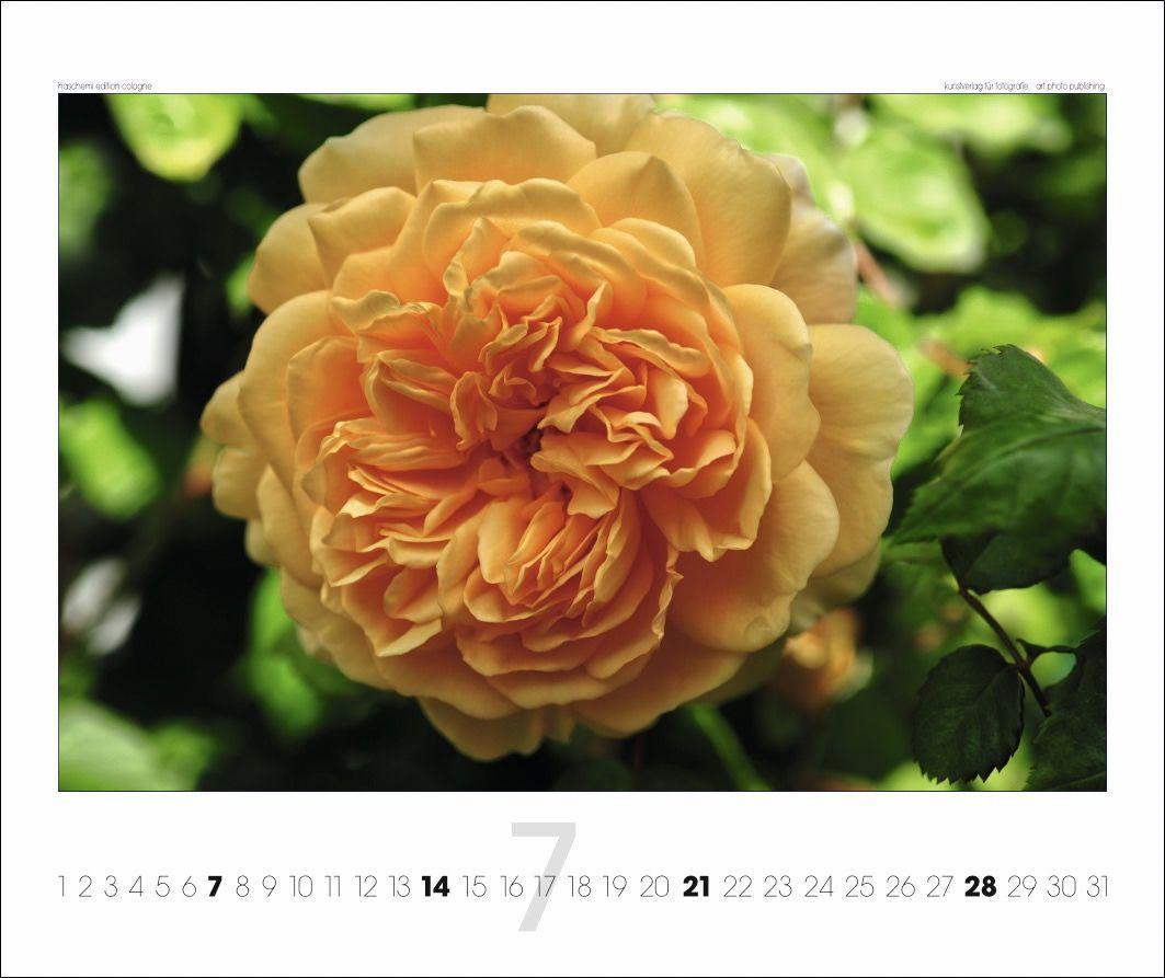 Beispielinhalt (Bild) Rosen 2025