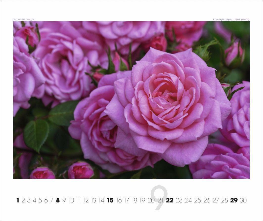 Beispielinhalt (Bild) Rosen 2025