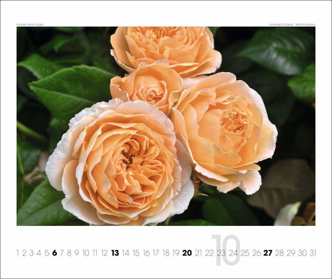 Beispielinhalt (Bild) Rosen 2025