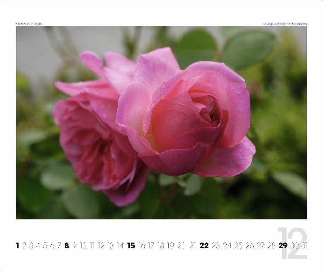 Beispielinhalt (Bild) Rosen 2025