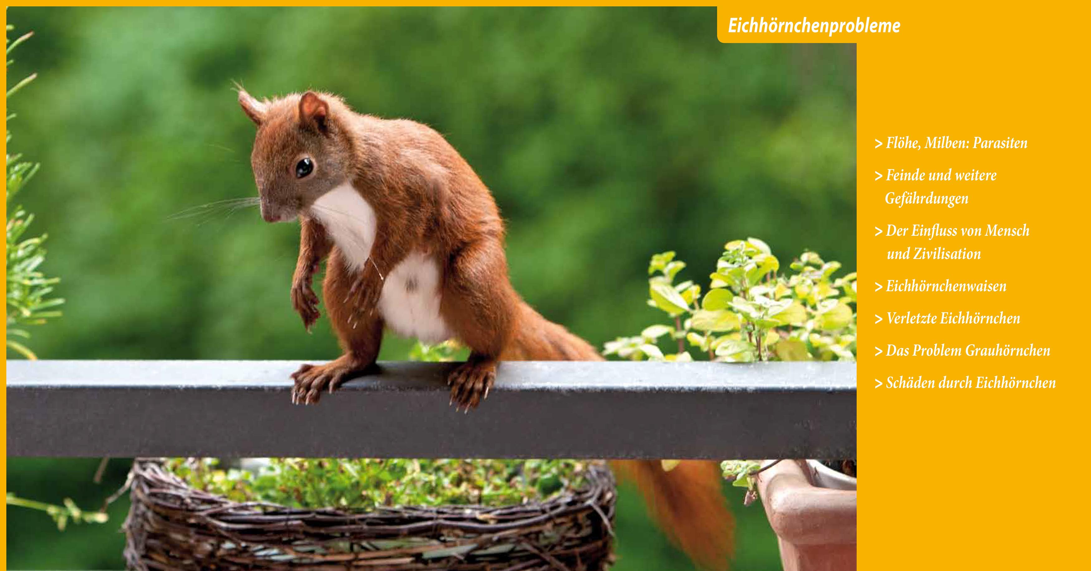 Beispielinhalt (Bild) Eichhörnchen entdecken!