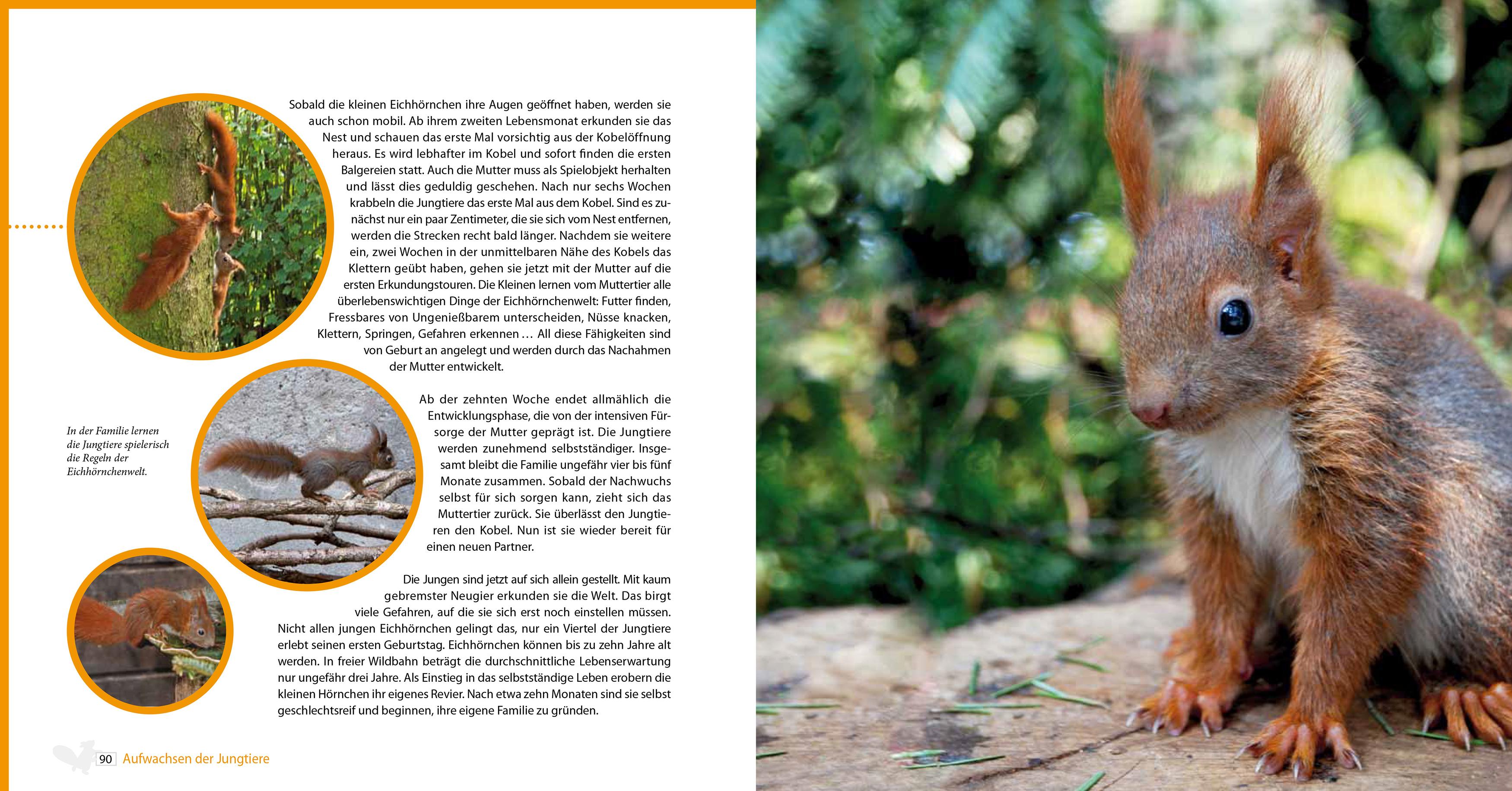 Beispielinhalt (Bild) Eichhörnchen entdecken!