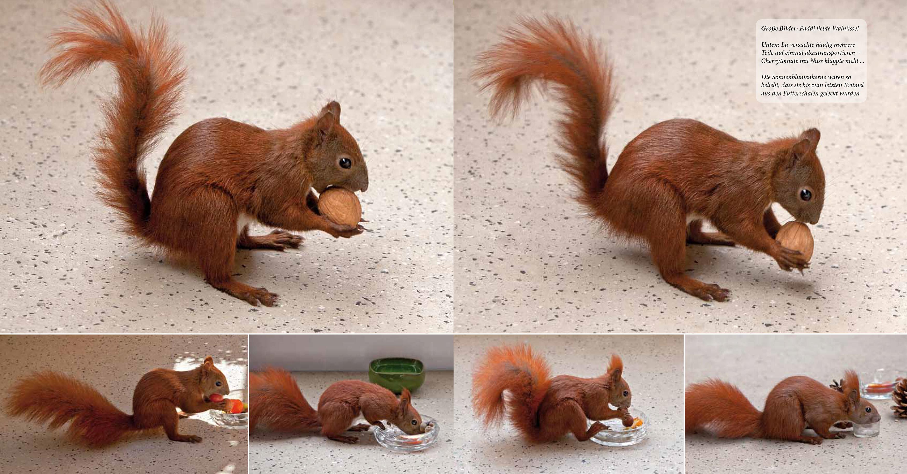 Beispielinhalt (Bild) Eichhörnchen entdecken!