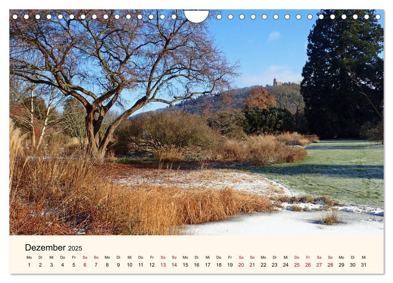 Beispielinhalt (Bild) Der Hermannshof Sichtungsgarten in Weinheim an der Bergstraße (Wandkalender 2025 DIN A4 quer), CALVENDO Monatskalender