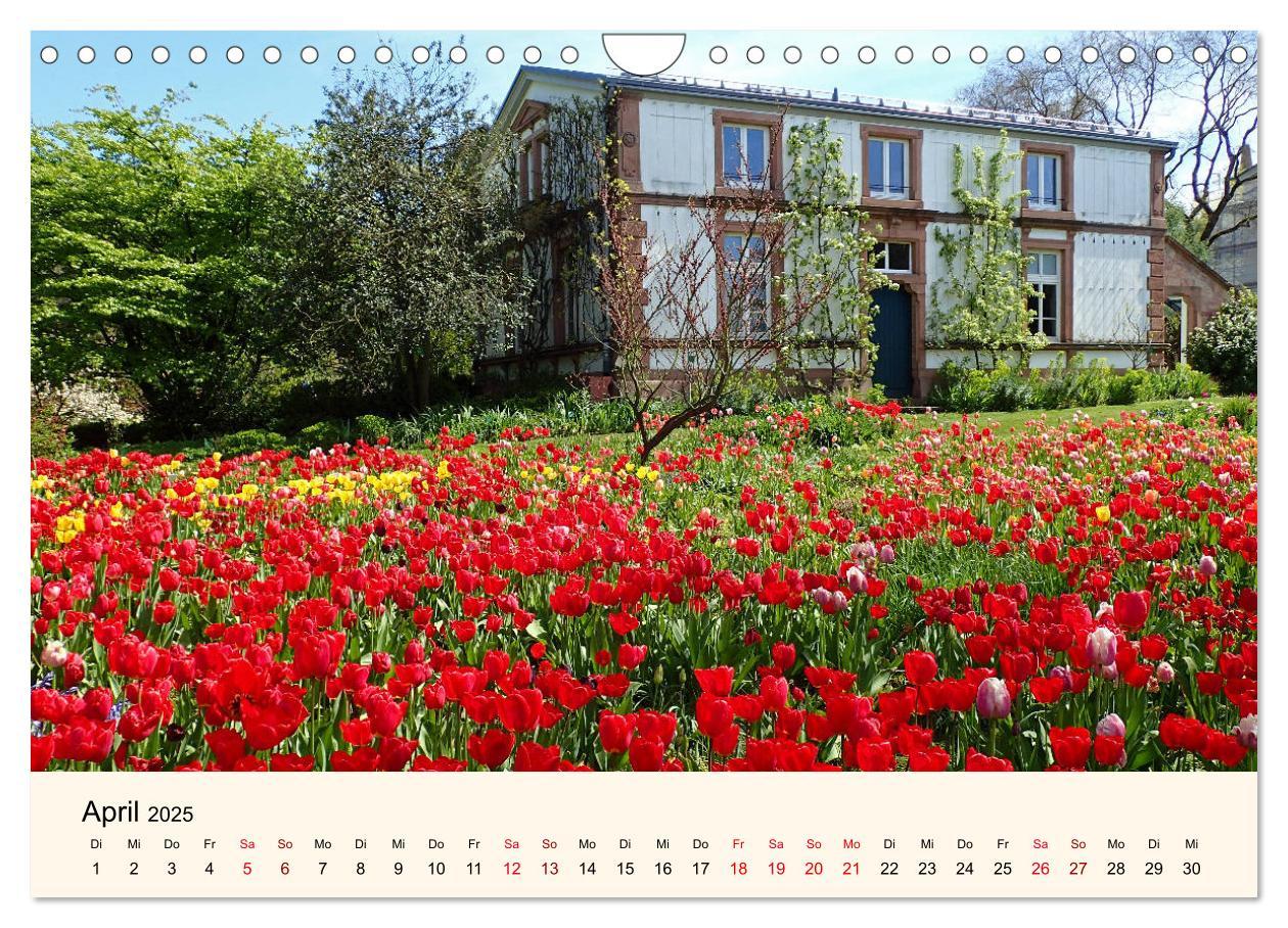 Beispielinhalt (Bild) Der Hermannshof Sichtungsgarten in Weinheim an der Bergstraße (Wandkalender 2025 DIN A4 quer), CALVENDO Monatskalender