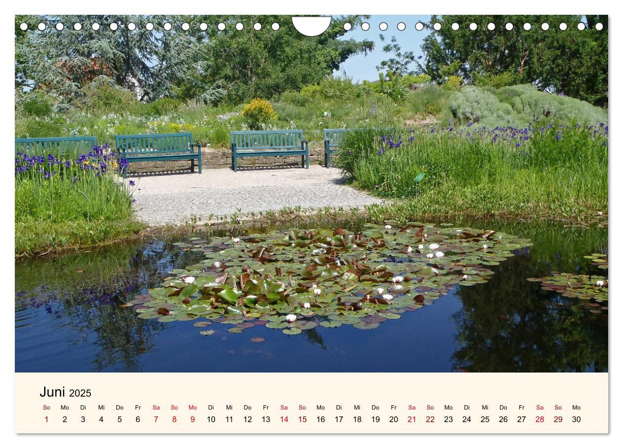 Beispielinhalt (Bild) Der Hermannshof Sichtungsgarten in Weinheim an der Bergstraße (Wandkalender 2025 DIN A4 quer), CALVENDO Monatskalender