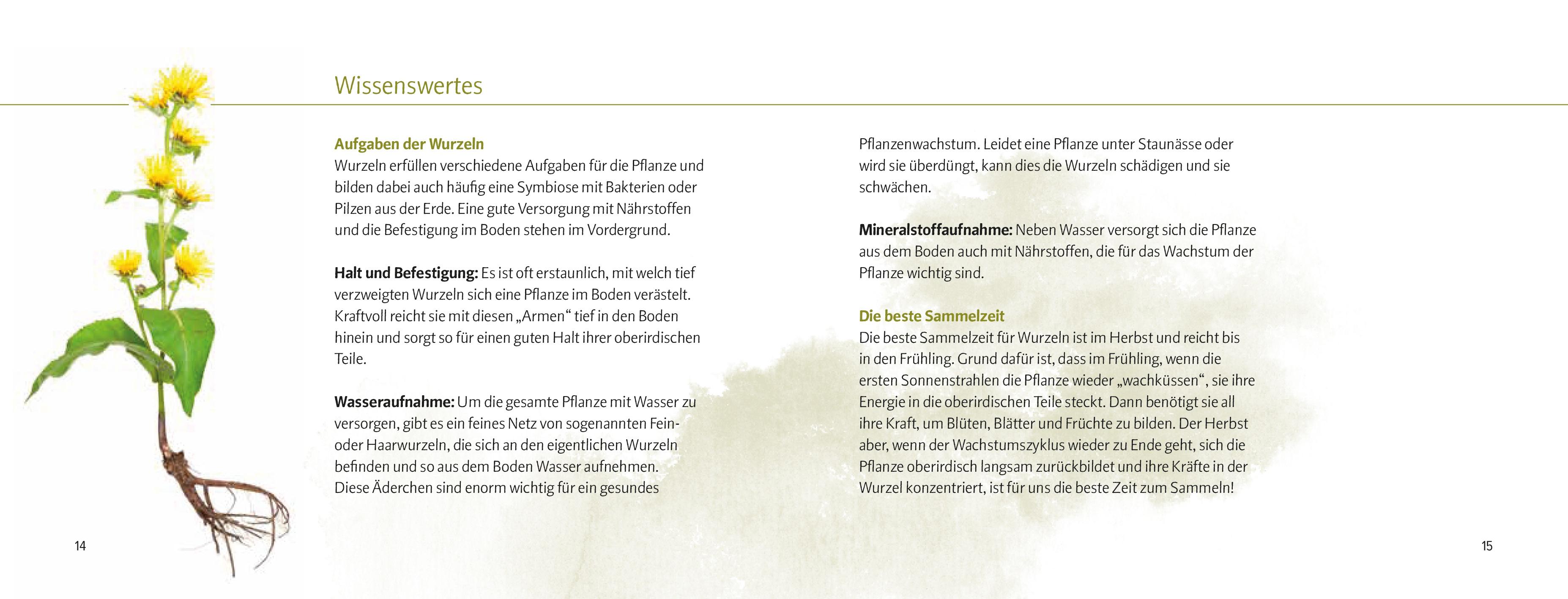 Beispielinhalt (Bild) Wurzeln und Knollen