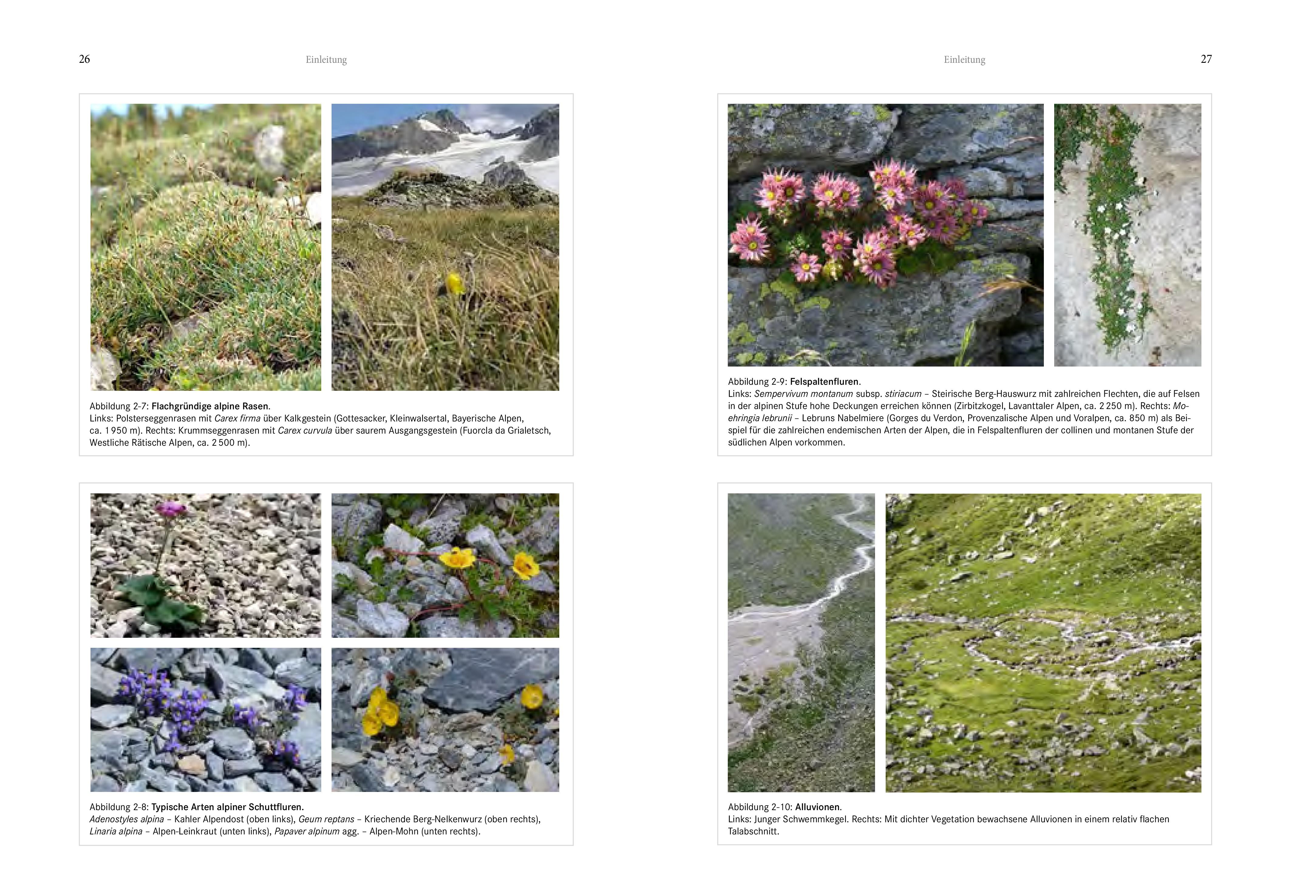 Beispielinhalt (Bild) Alpenflora