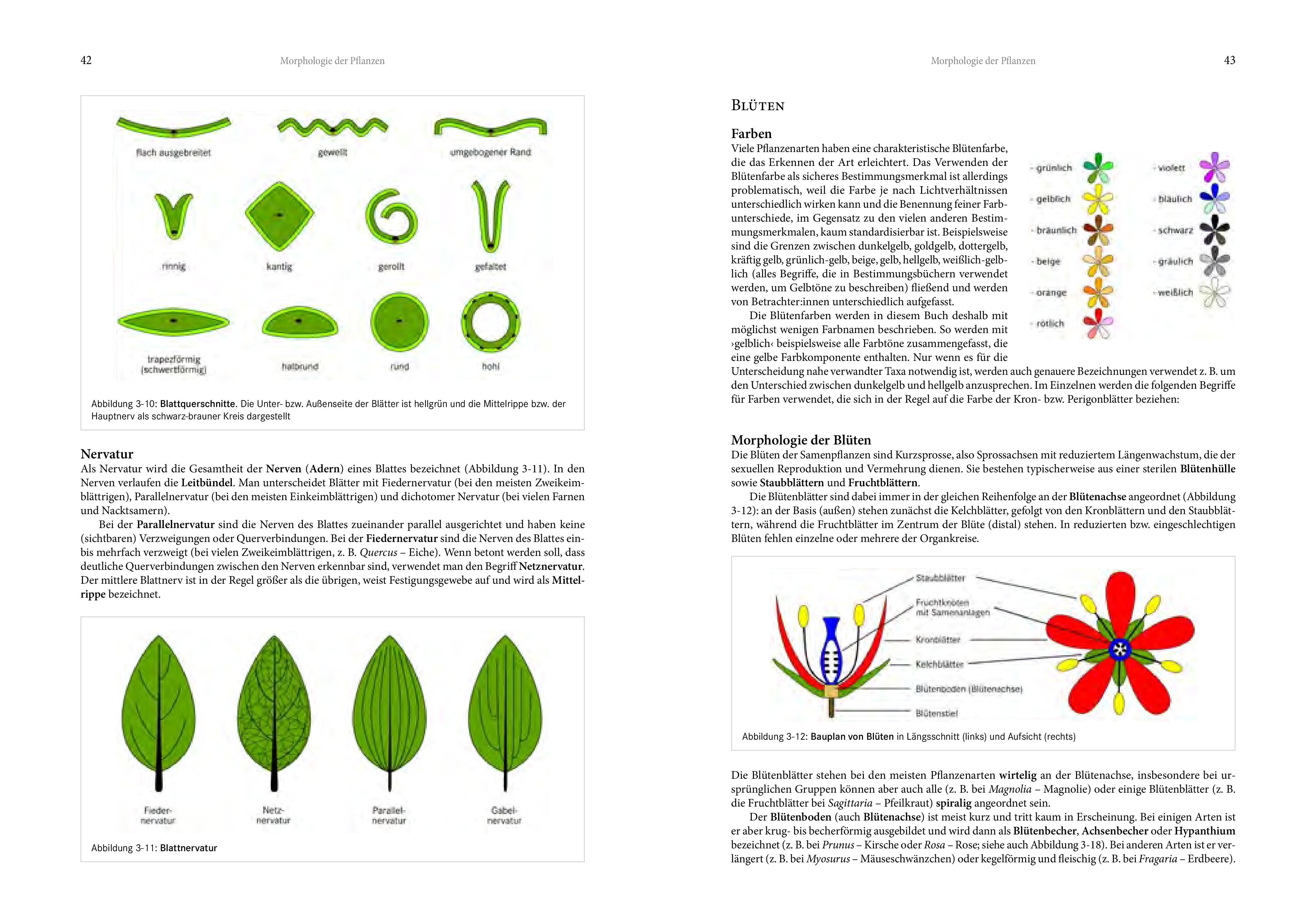 Beispielinhalt (Bild) Alpenflora