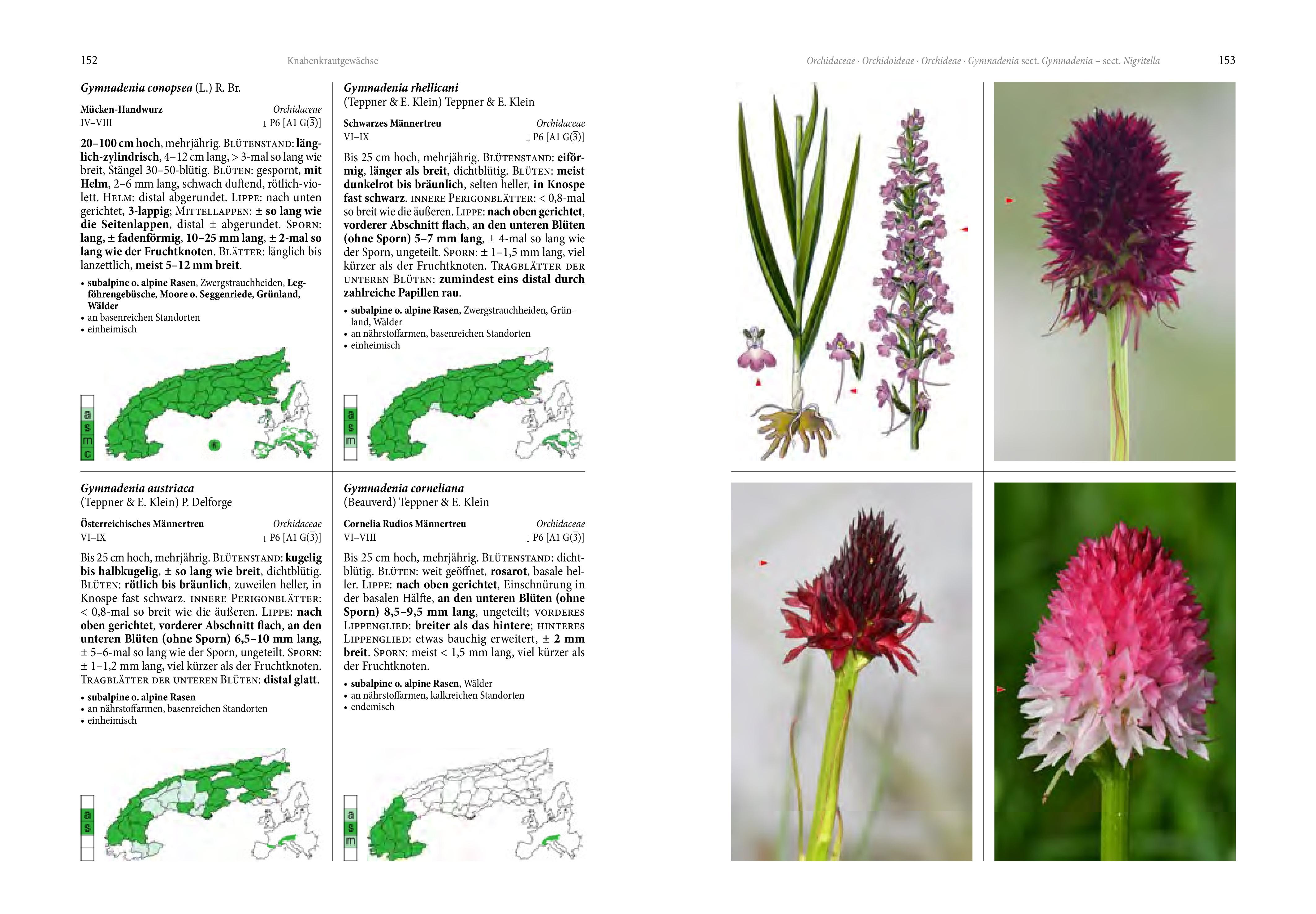 Beispielinhalt (Bild) Alpenflora