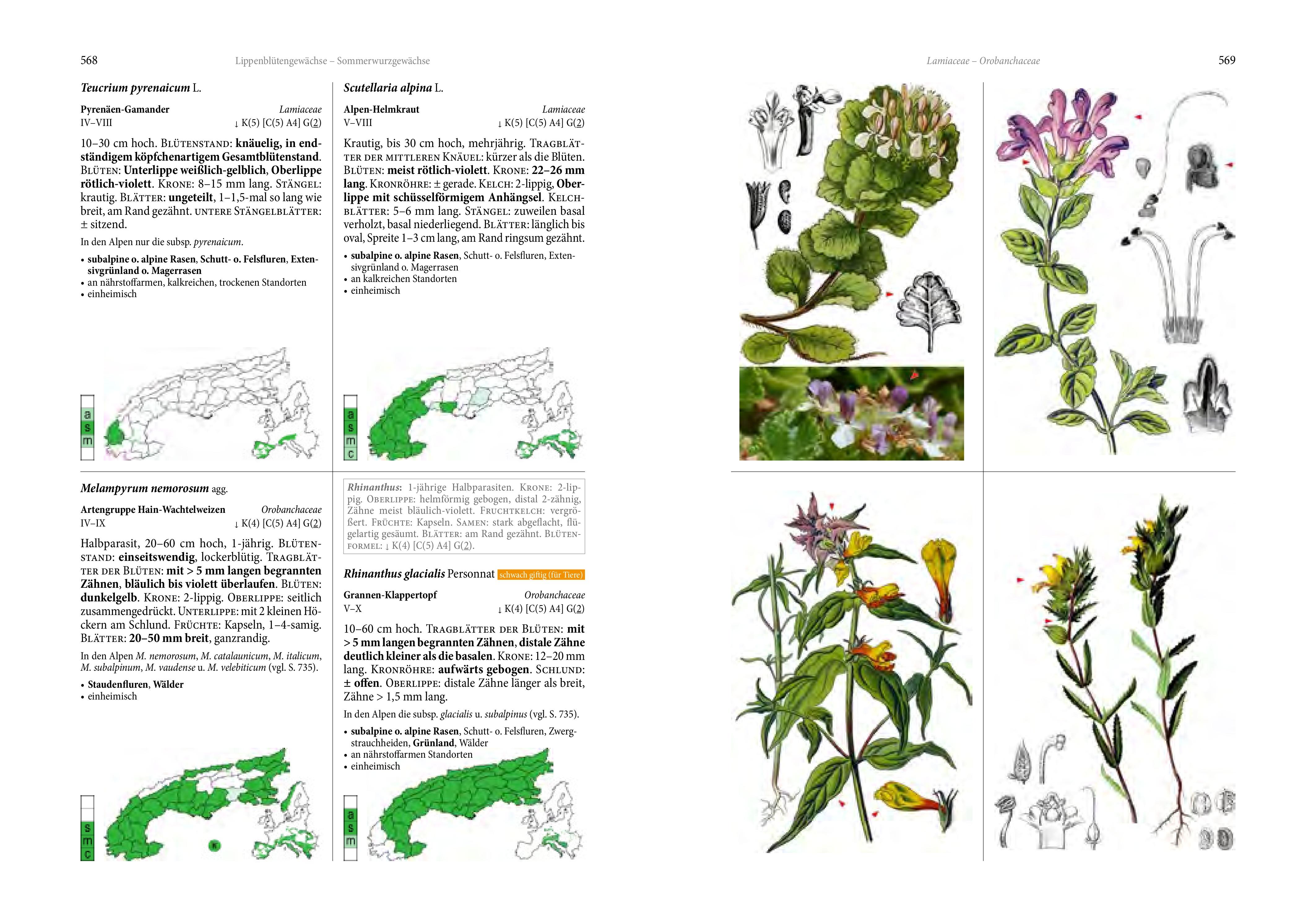 Beispielinhalt (Bild) Alpenflora