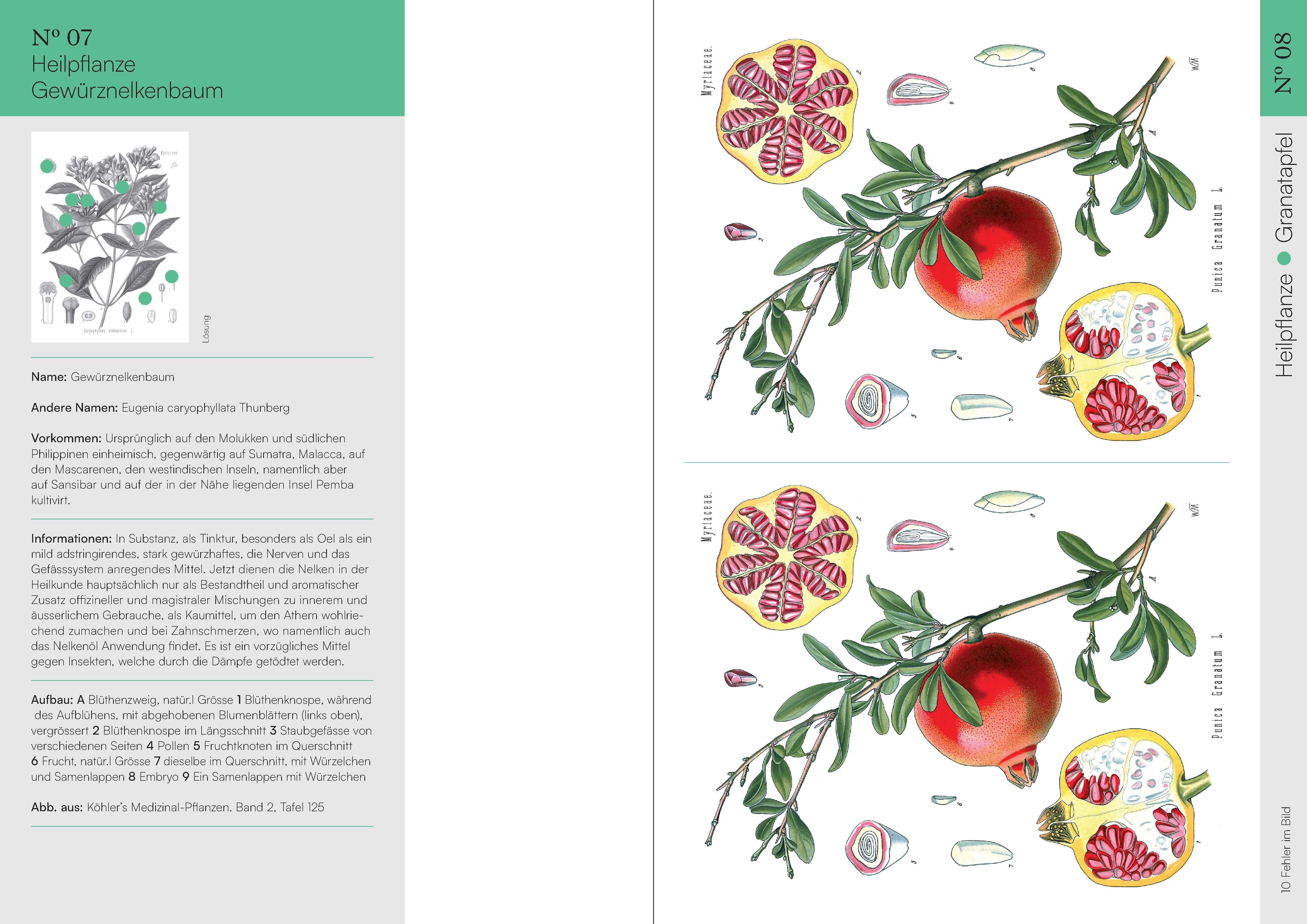 Beispielinhalt (Bild) Finde den Fehler - 50 Botanische Illustrationen