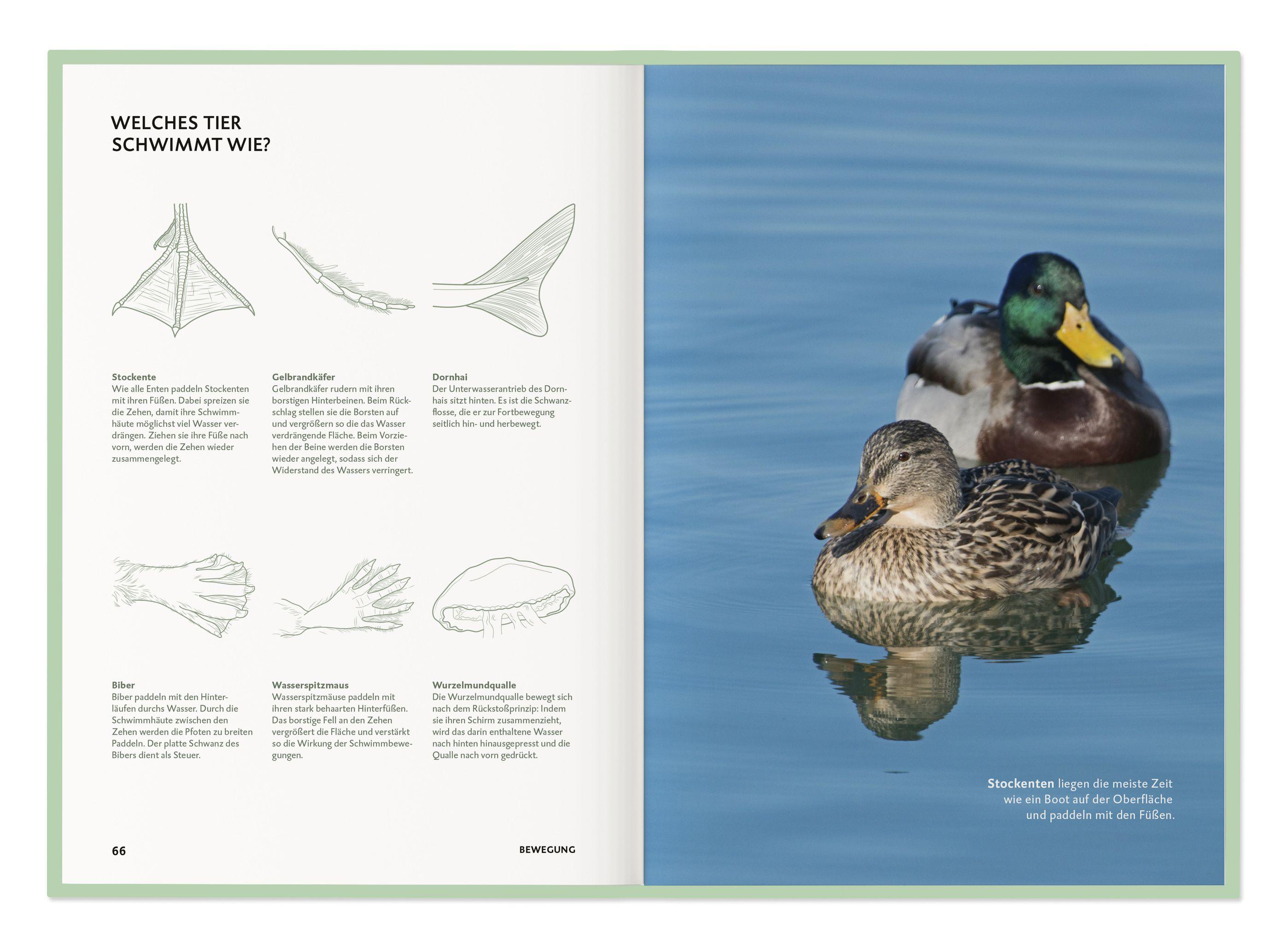 Beispielinhalt (Bild) Die Botschaft der Wildtiere