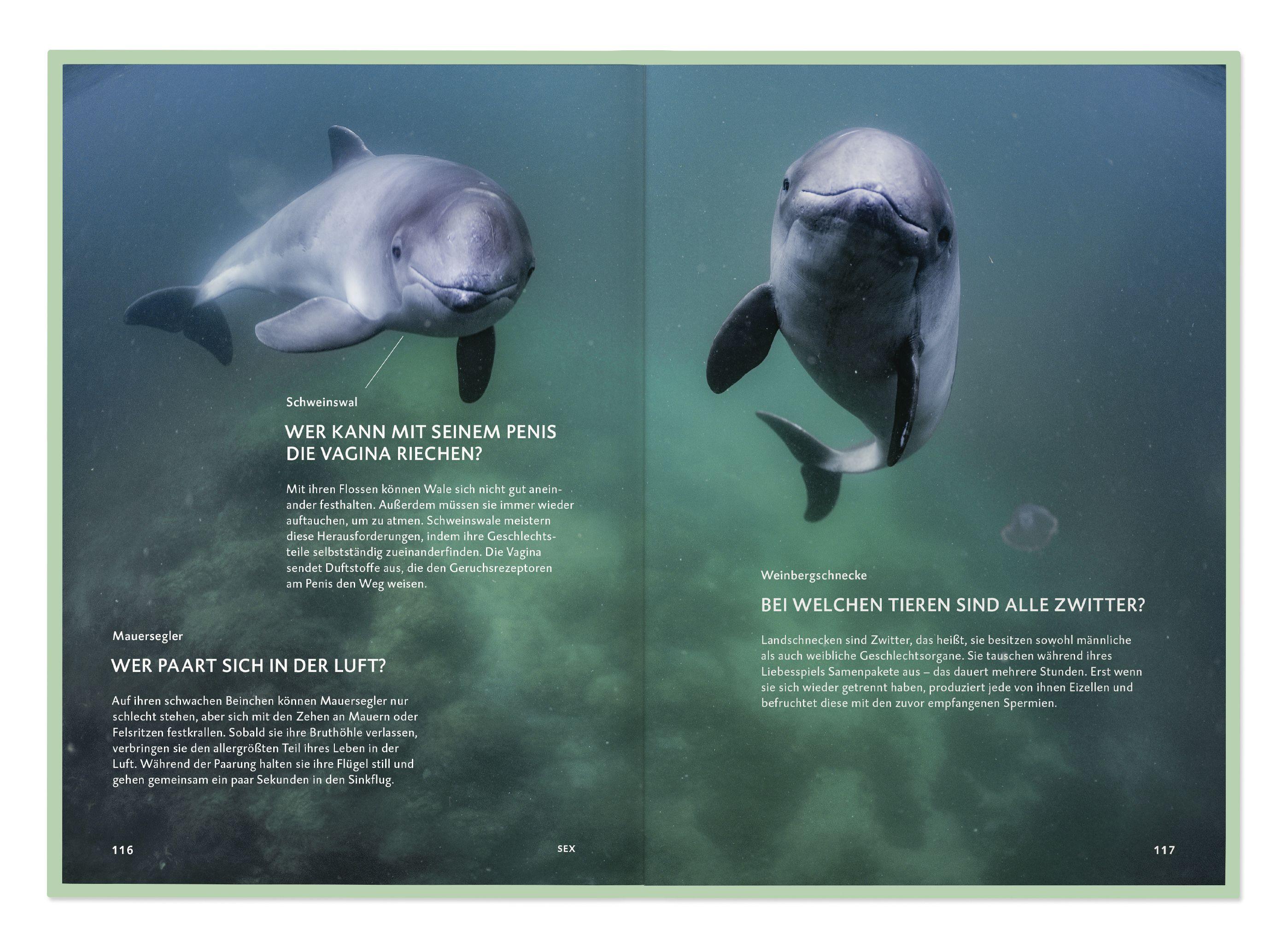 Beispielinhalt (Bild) Die Botschaft der Wildtiere