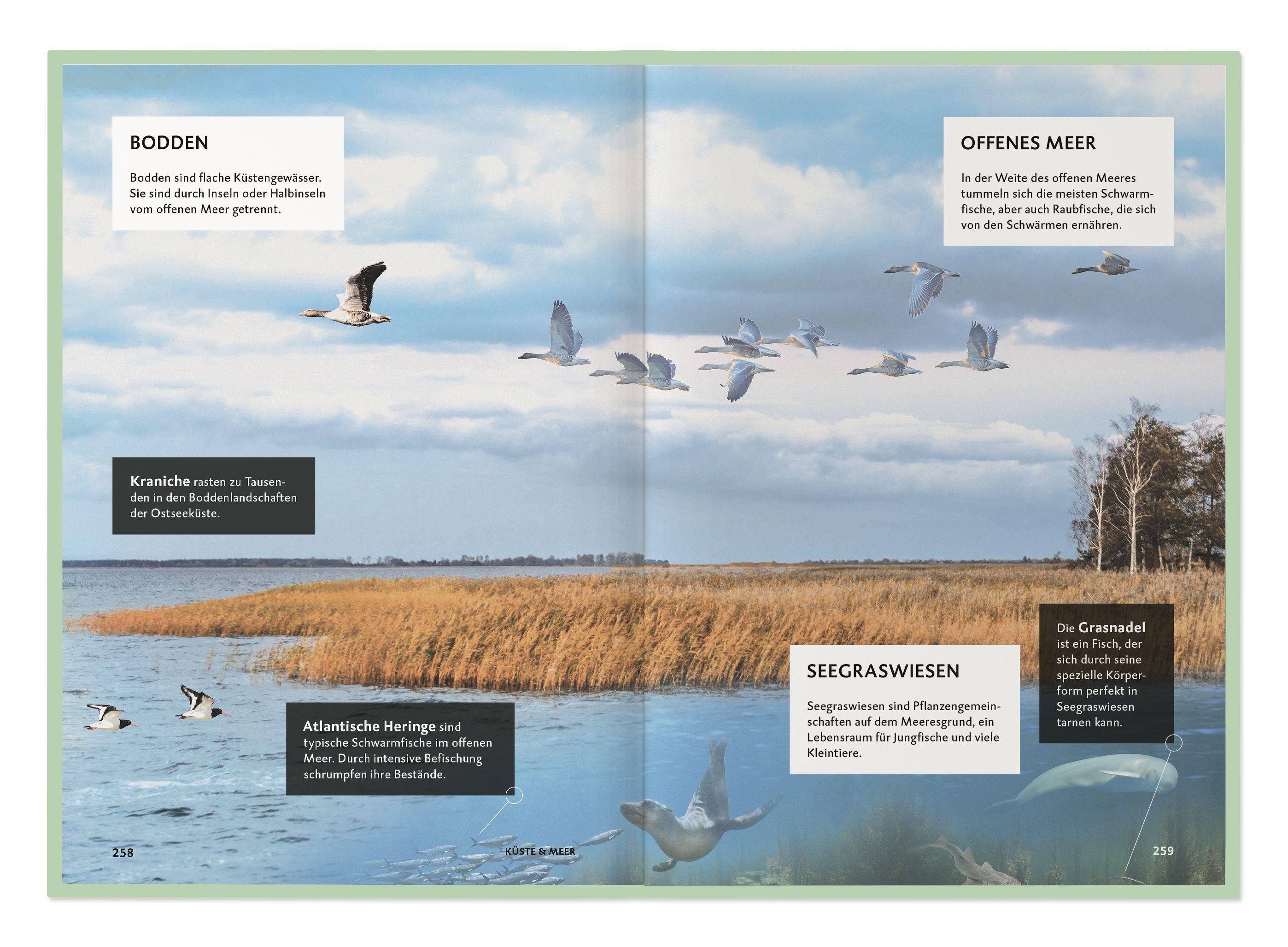 Beispielinhalt (Bild) Die Botschaft der Wildtiere