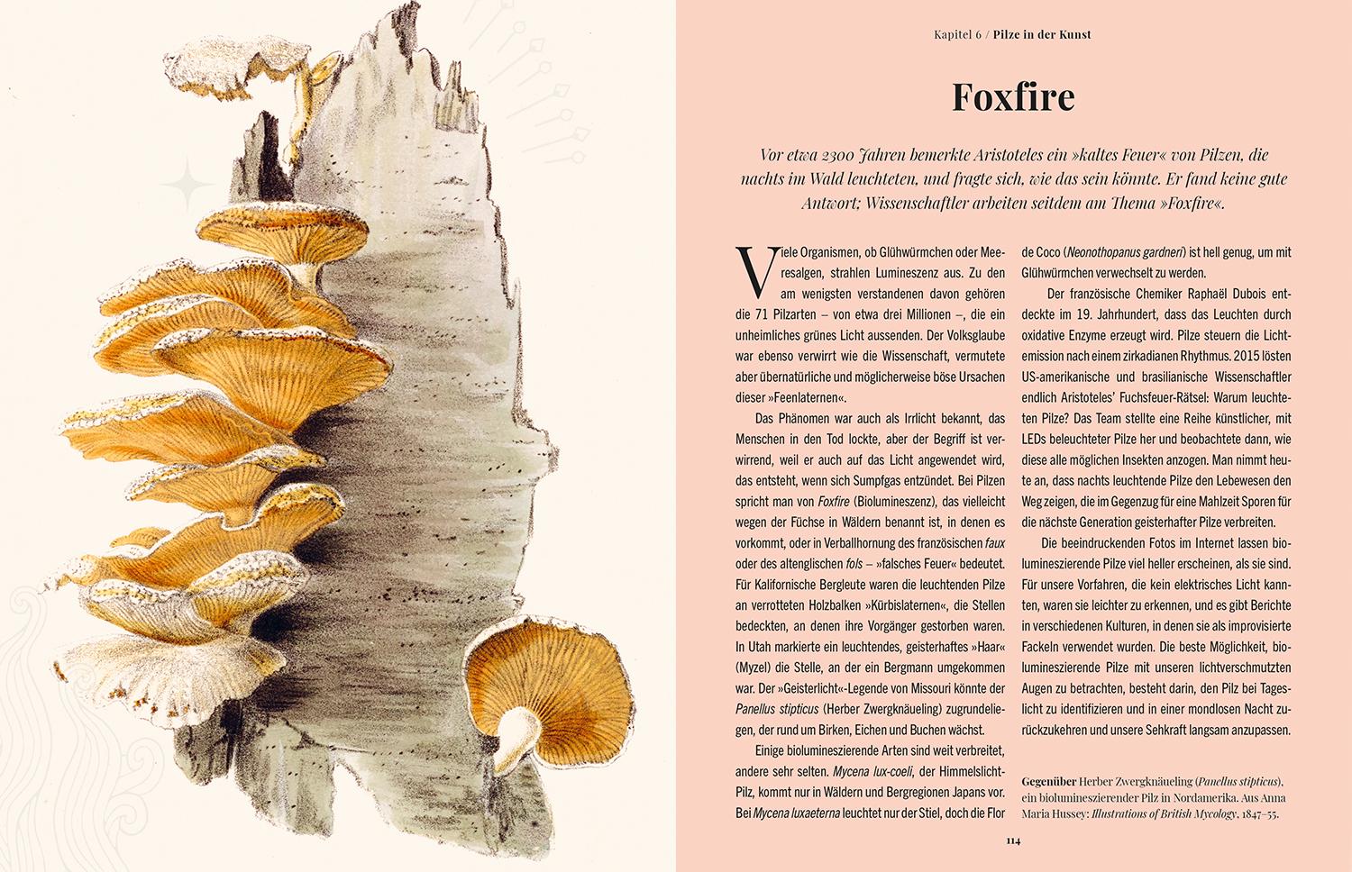 Beispielinhalt (Bild) Die Magie der Pilze