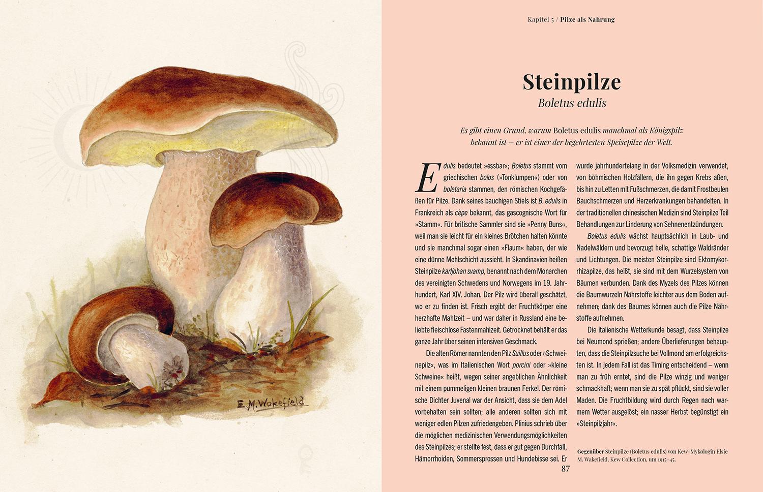 Beispielinhalt (Bild) Die Magie der Pilze