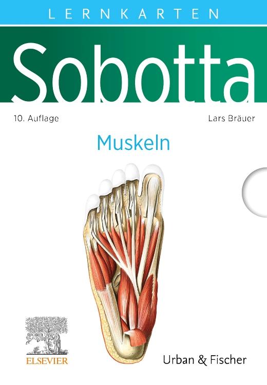 Vorderes Coverbild Sobotta Lernkarten Anatomie: Muskeln