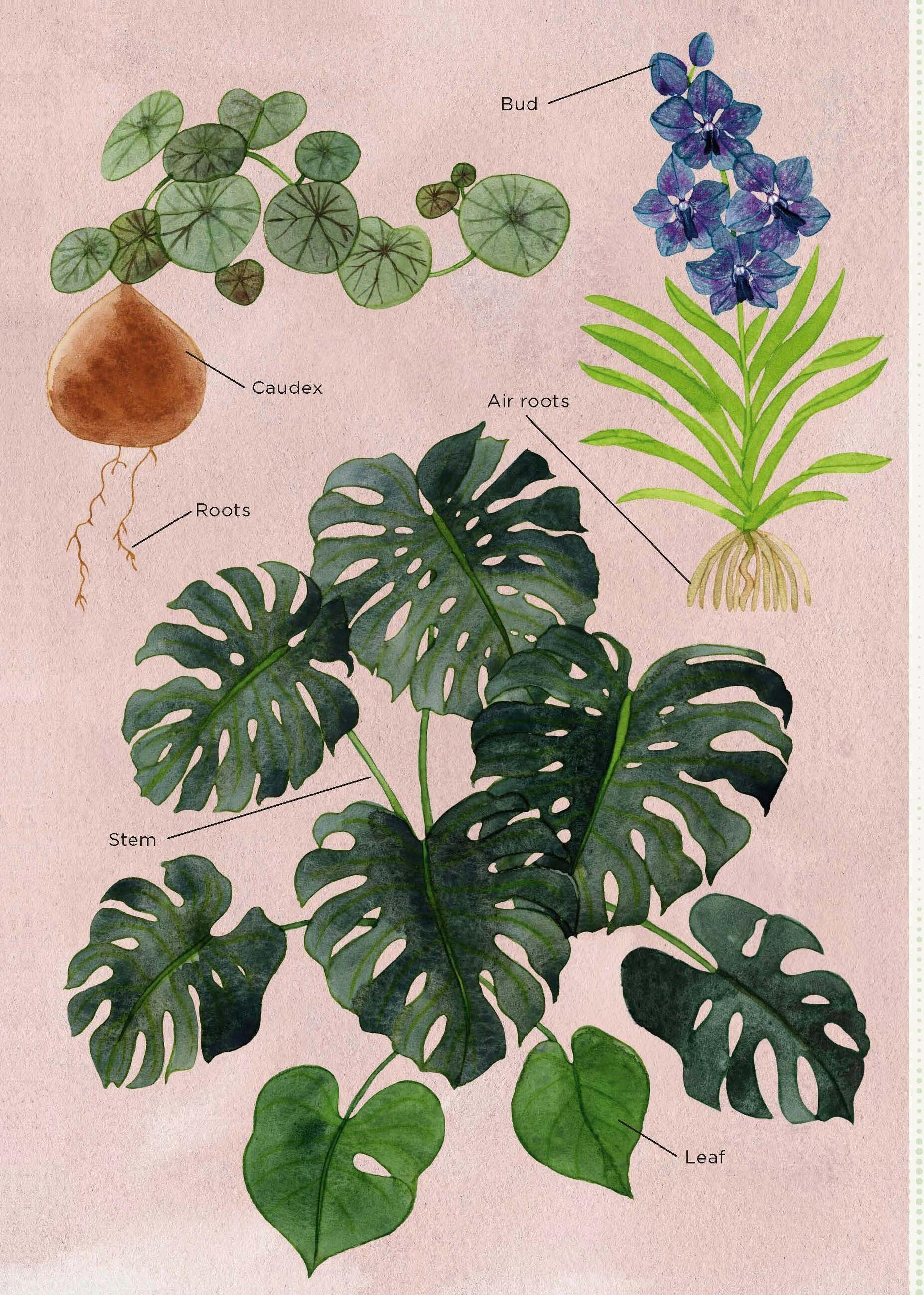 Beispielinhalt (Bild) The Junior Plant Lover's Handbook