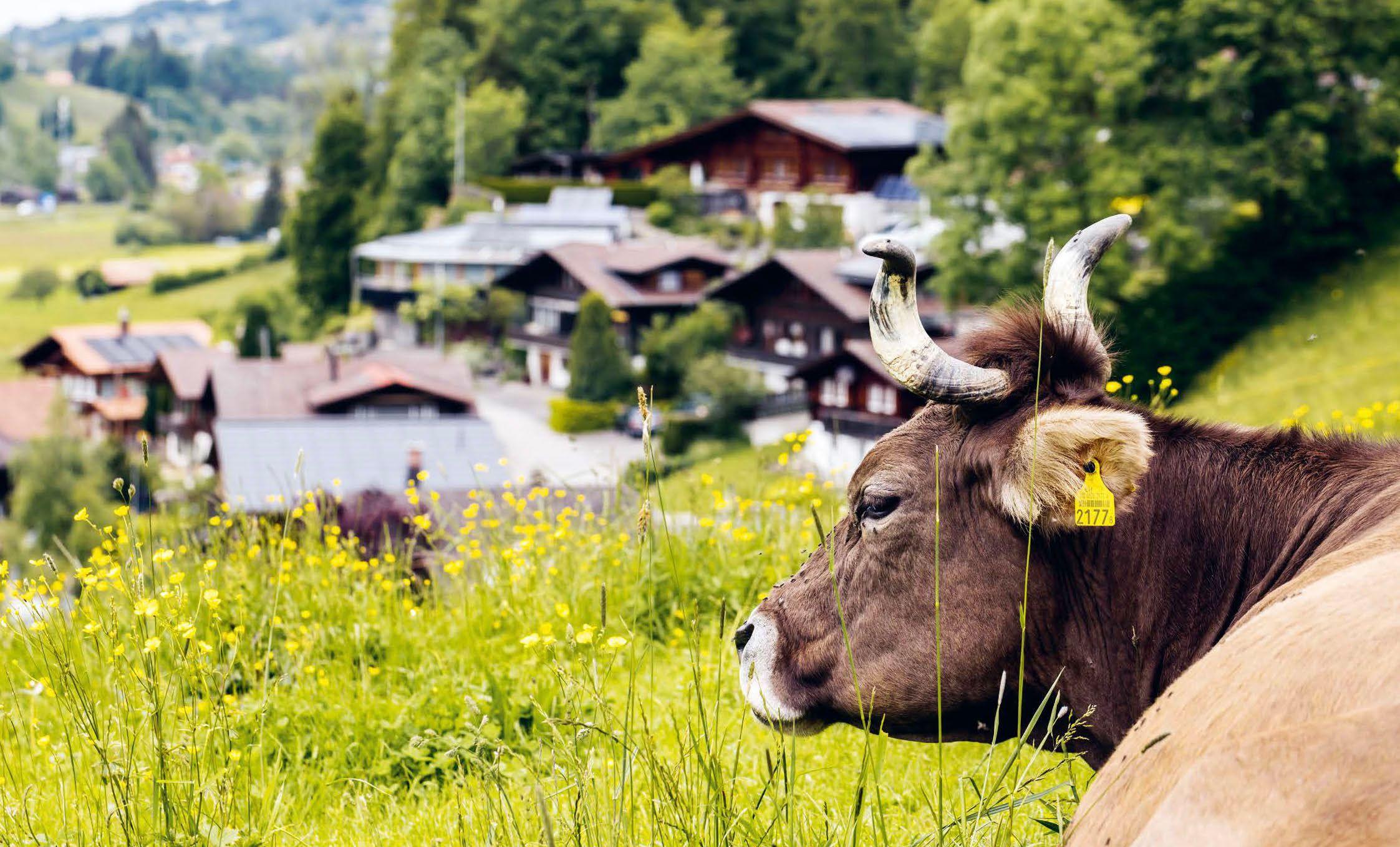 Beispielinhalt (Bild) Chüe, Härdöpfel & Heugümper