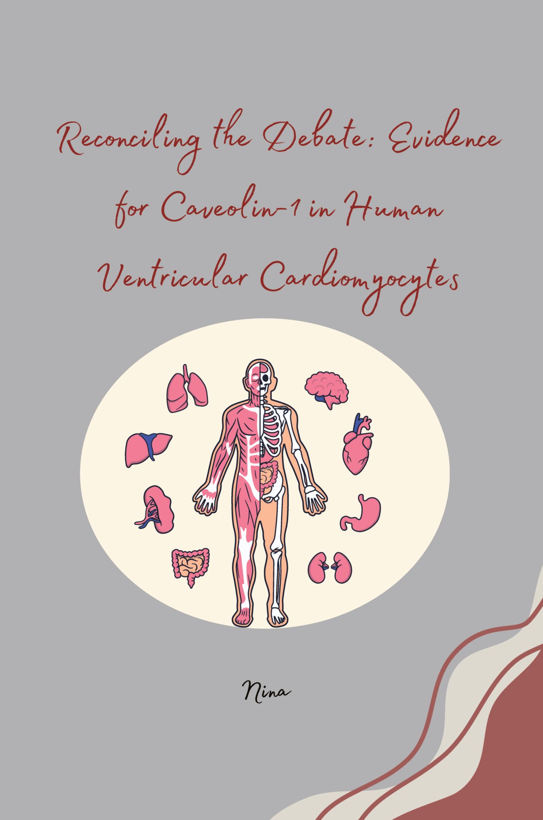 Vorderes Coverbild Reconciling the Debate: Evidence for Caveolin-1 in Human Ventricular Cardiomyocytes
