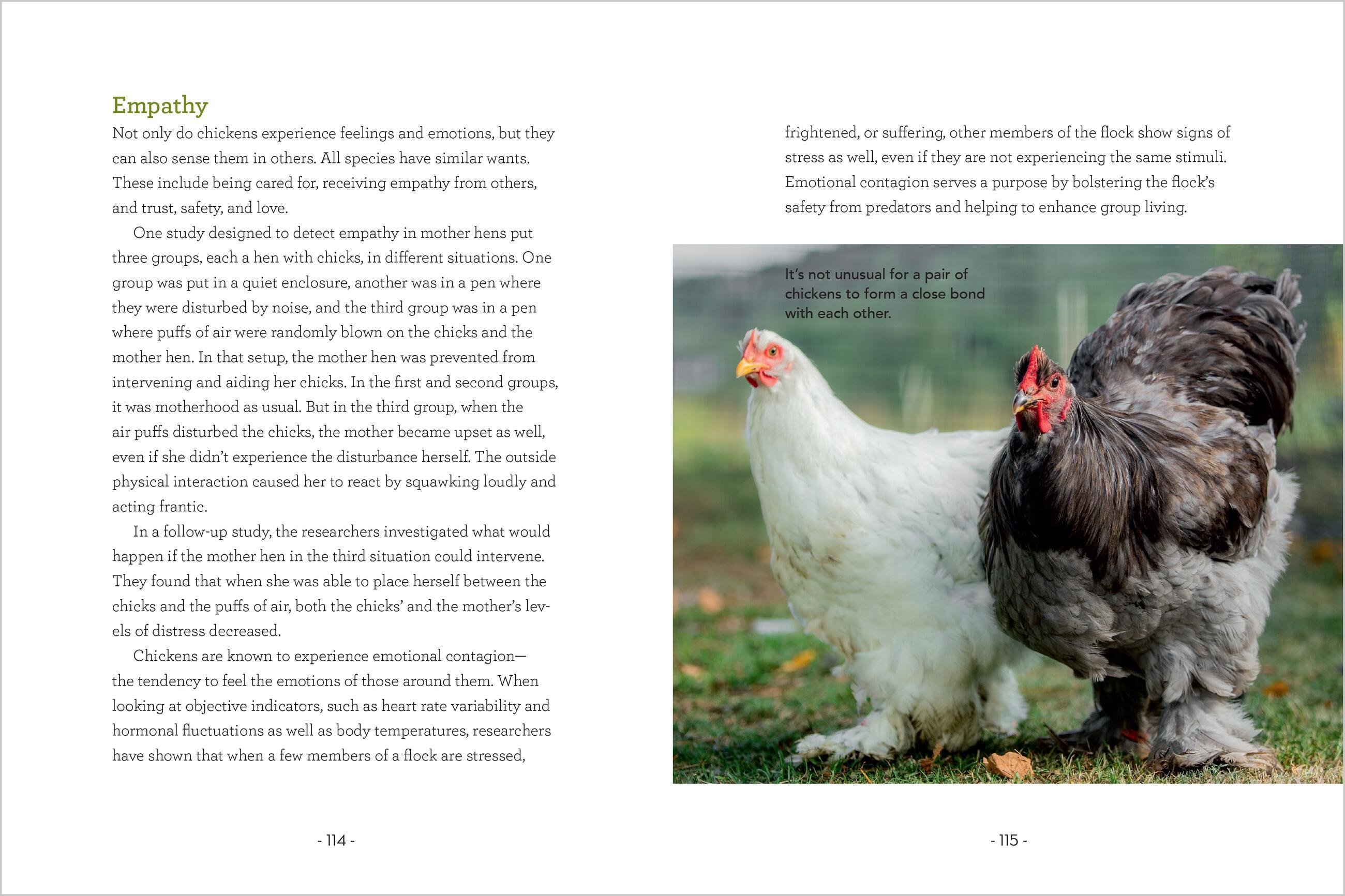 Beispielinhalt (Bild) How to Read a Chicken's Mind