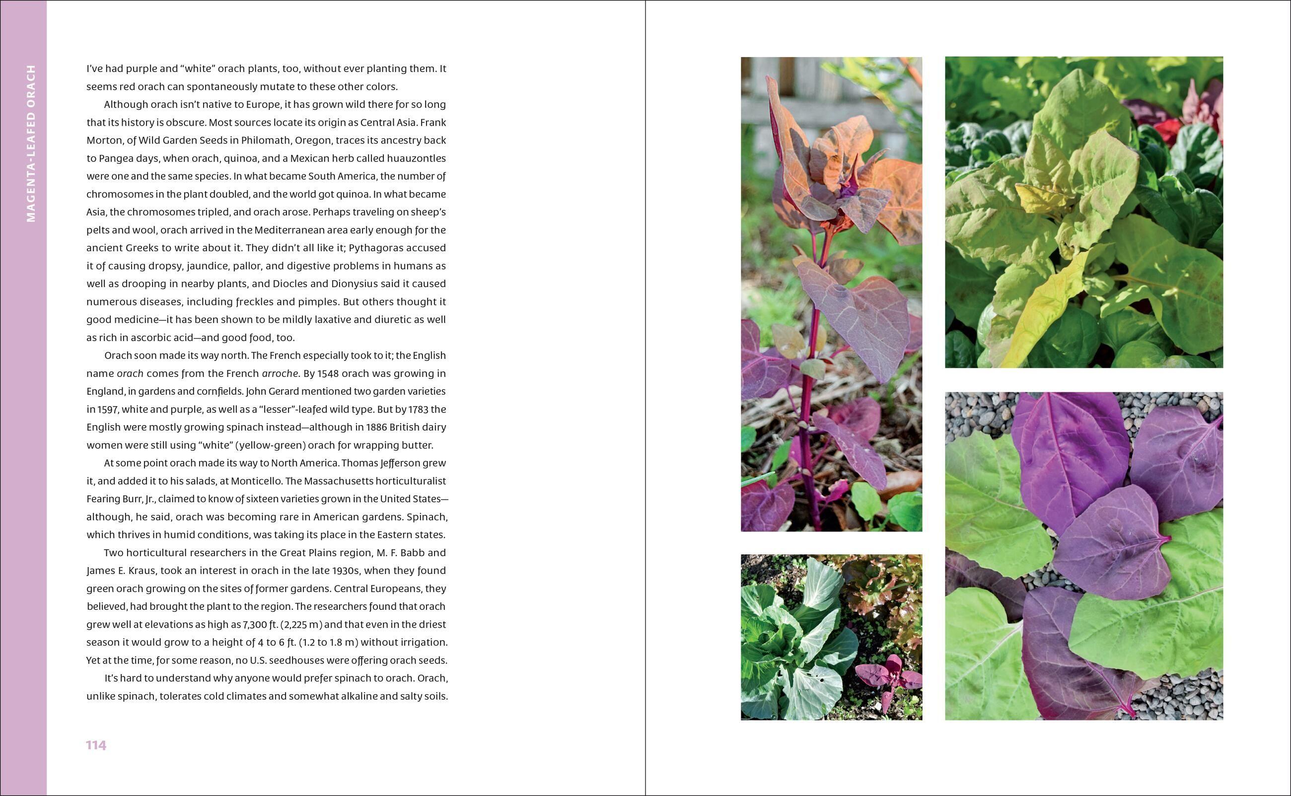 Beispielinhalt (Bild) The Curious Kitchen Gardener