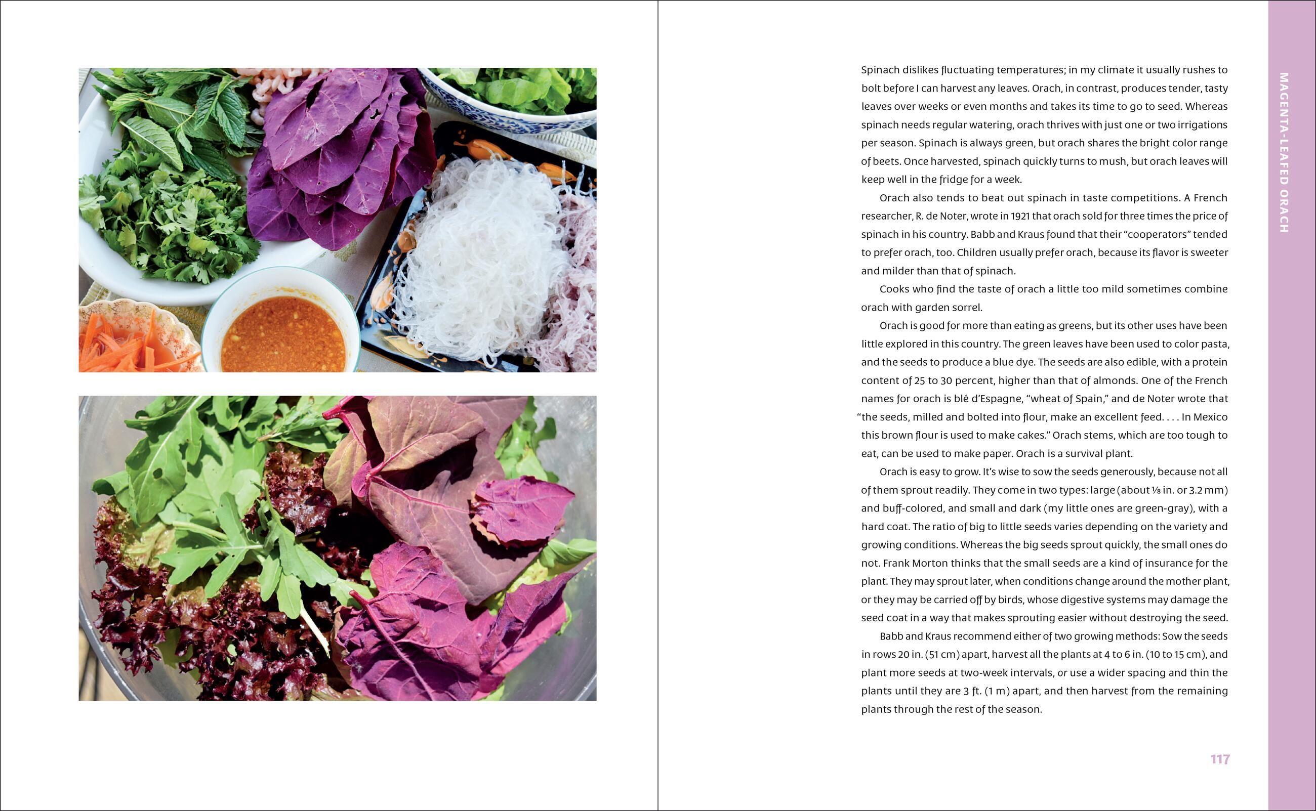 Beispielinhalt (Bild) The Curious Kitchen Gardener