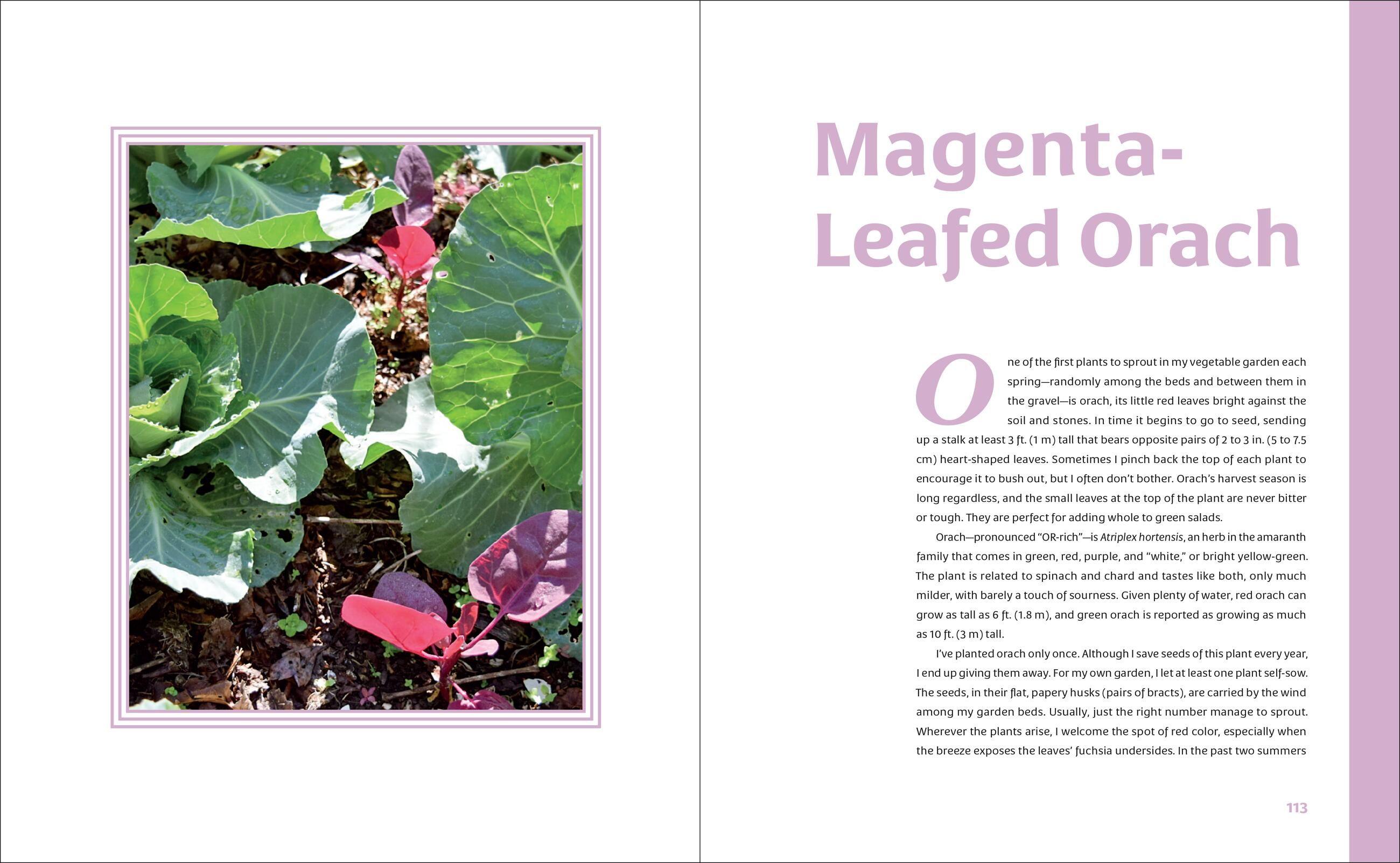 Beispielinhalt (Bild) The Curious Kitchen Gardener