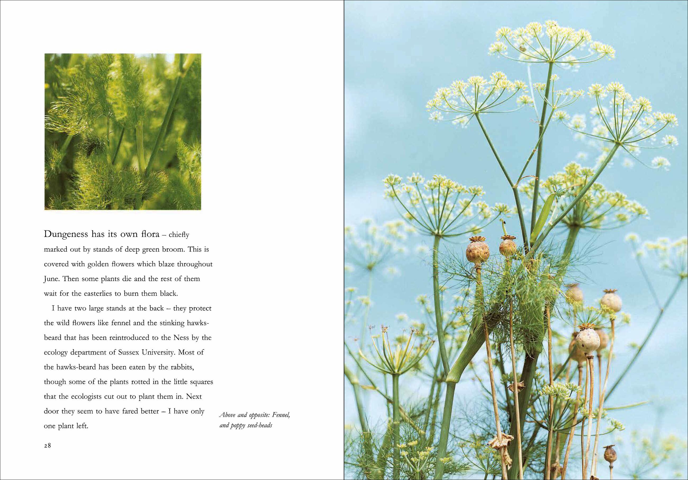 Beispielinhalt (Bild) Derek Jarman's Garden