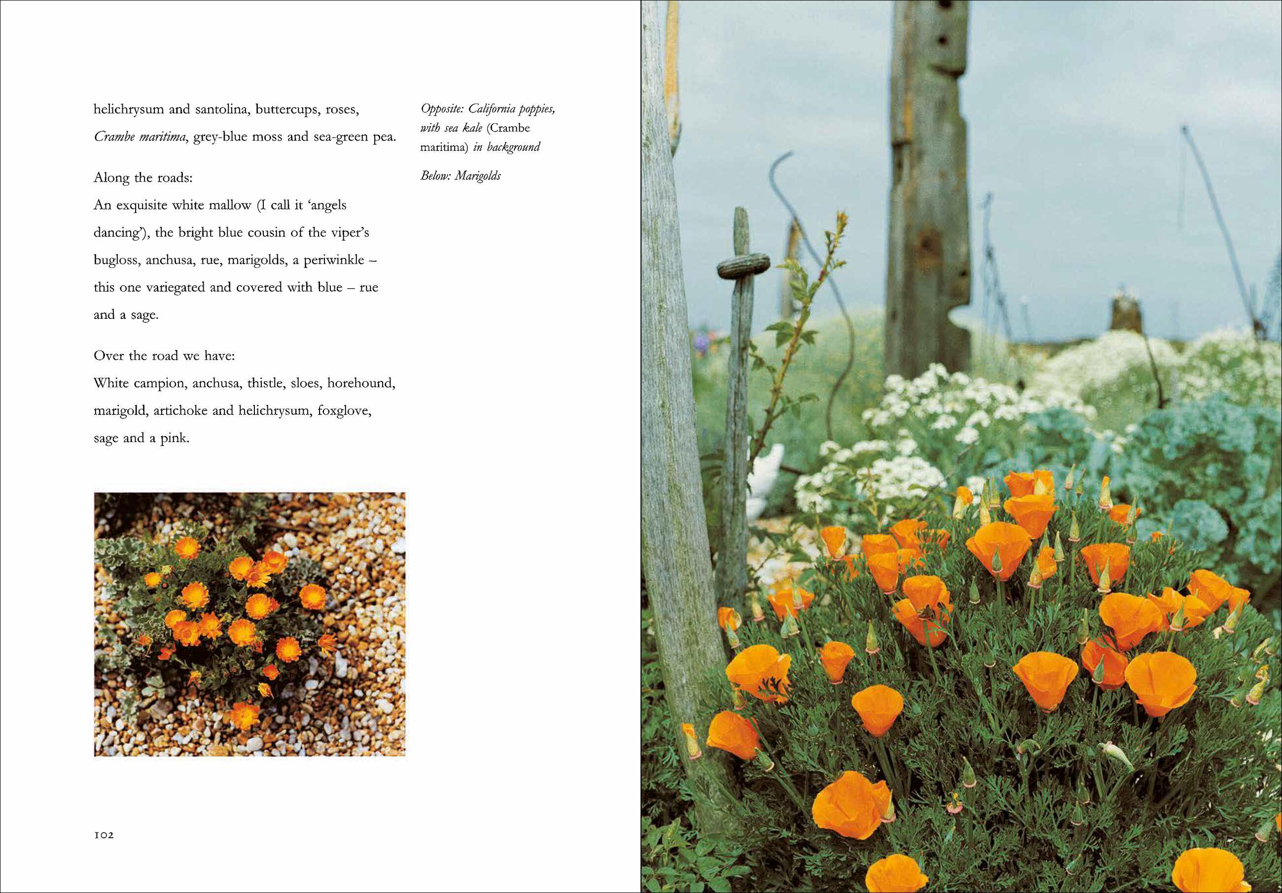 Beispielinhalt (Bild) Derek Jarman's Garden