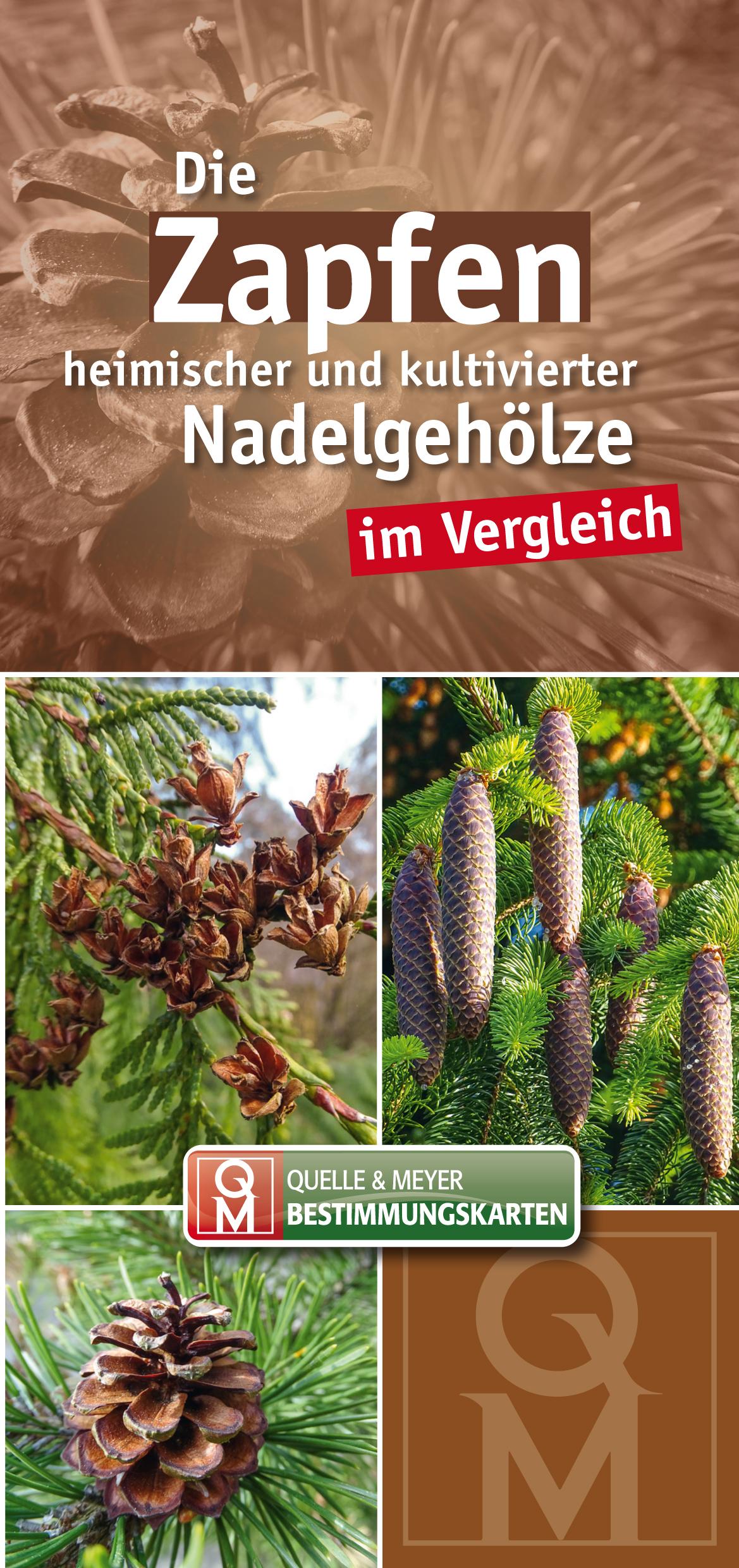 Vorderes Coverbild Die Zapfen heimischer und kultivierter Nadelgehölze im Vergleich