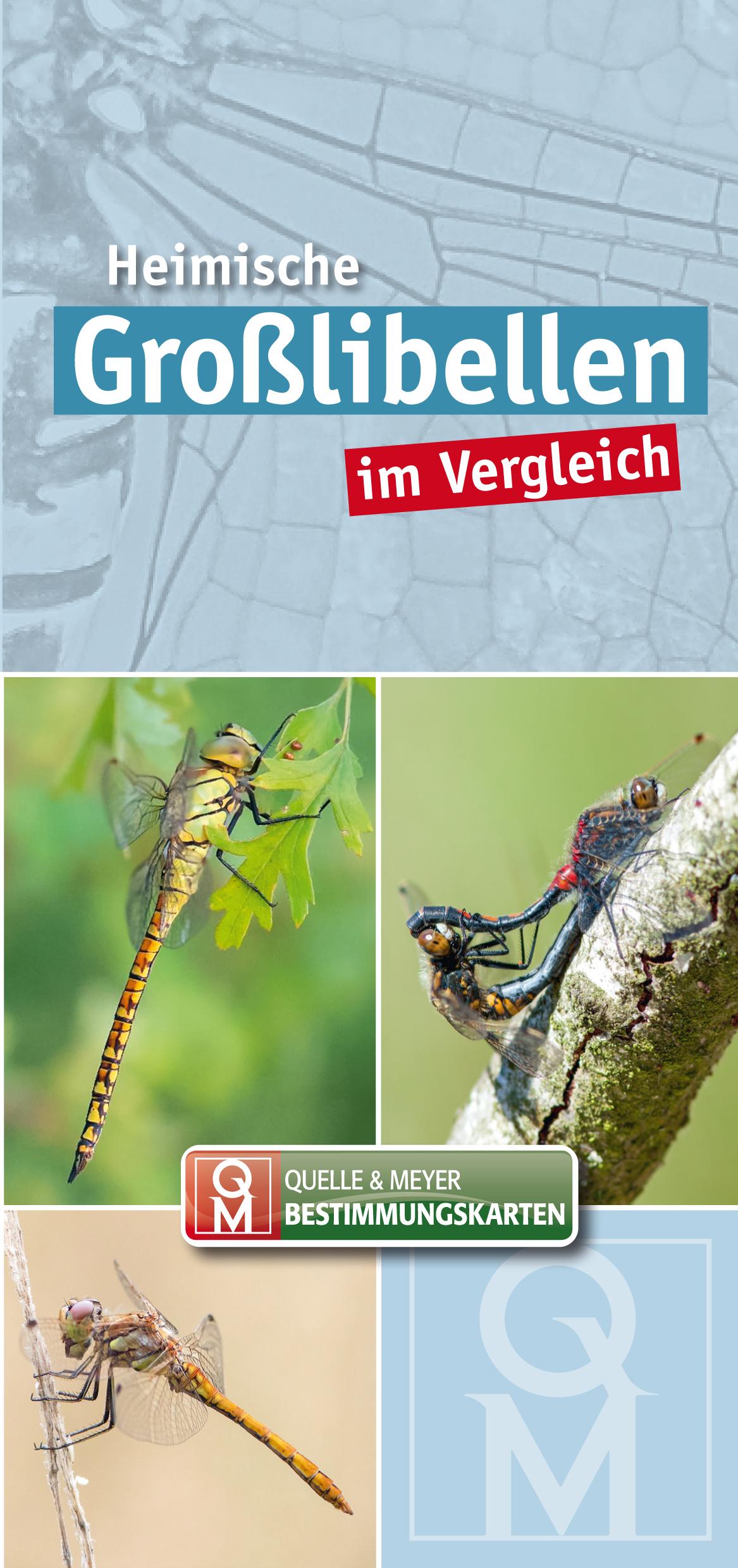 Vorderes Coverbild Heimische Großlibellen im Vergleich