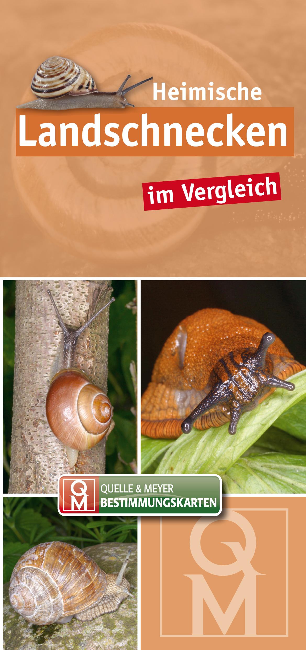 Vorderes Coverbild Heimische Landschnecken im Vergleich