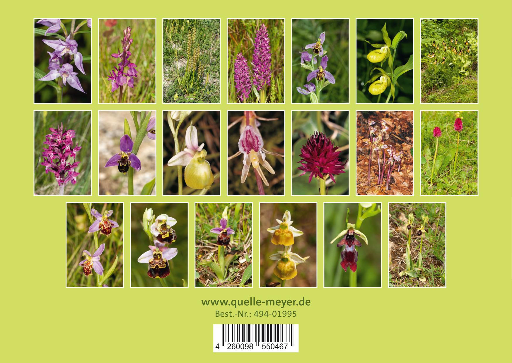 Rückseitencover Heimische Orchideen