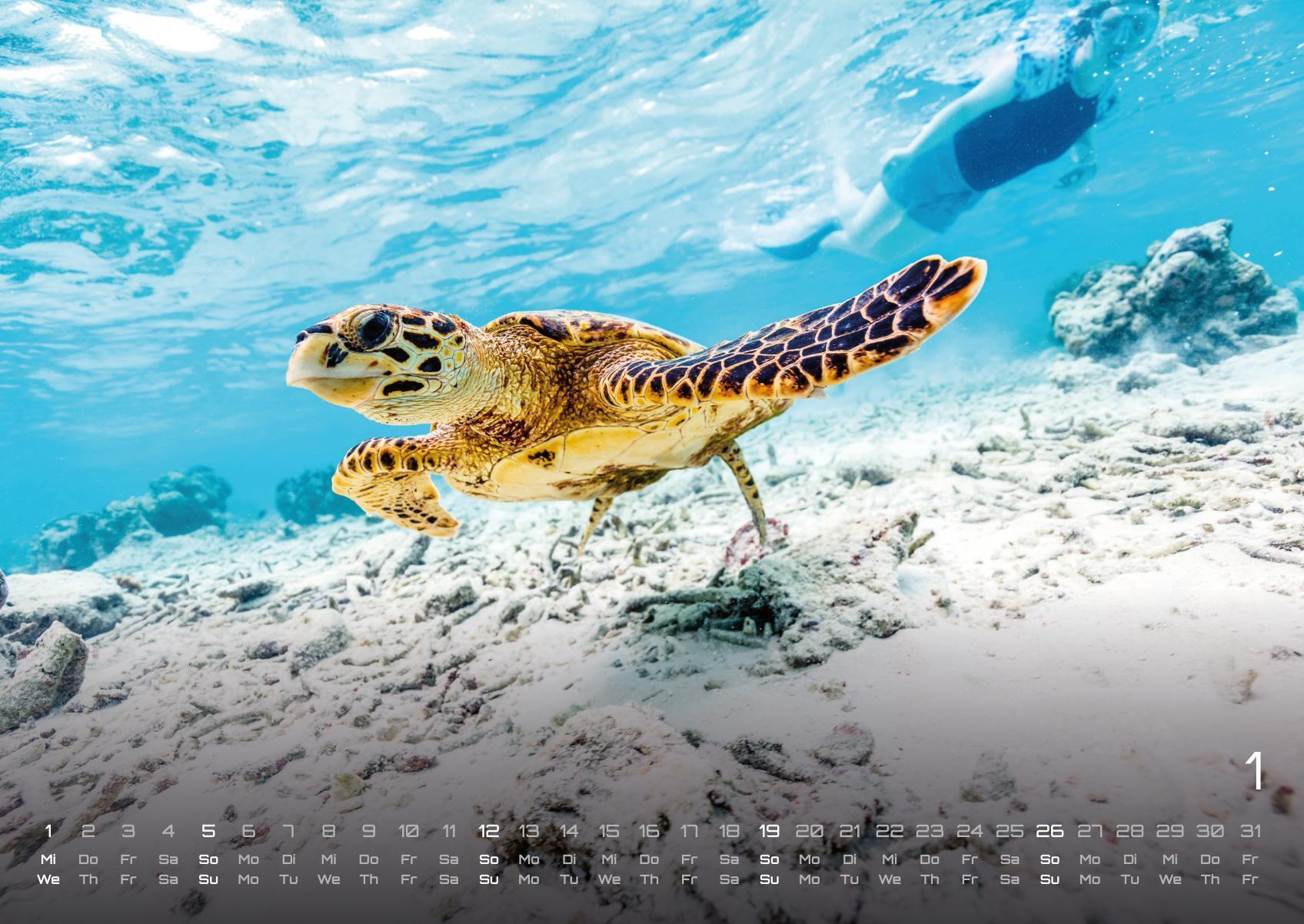 Beispielinhalt (Bild) Sealife - verborgene Tiefen - 2025 - Kalender DIN A2