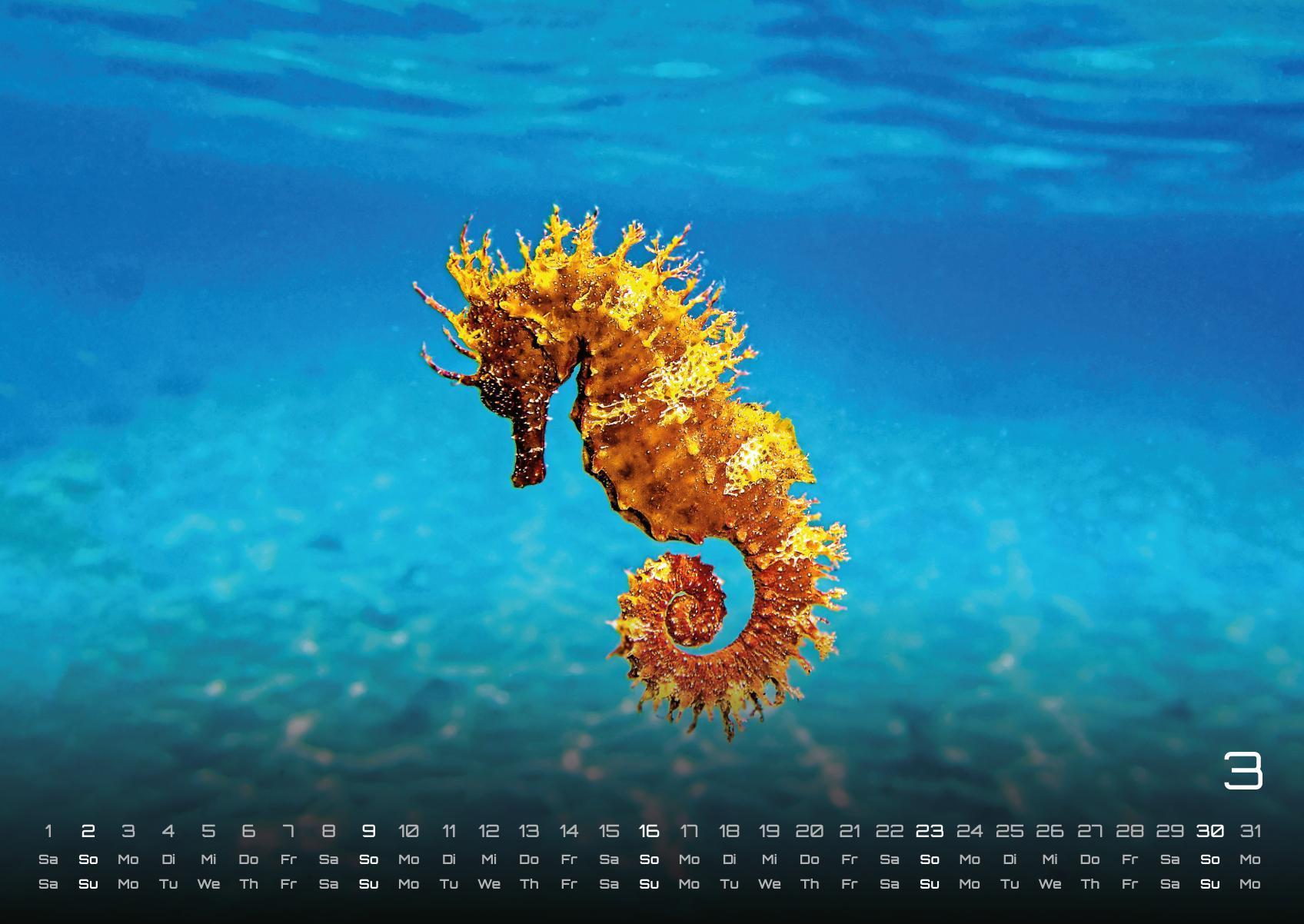 Beispielinhalt (Bild) Sealife - verborgene Tiefen - 2025 - Kalender DIN A2
