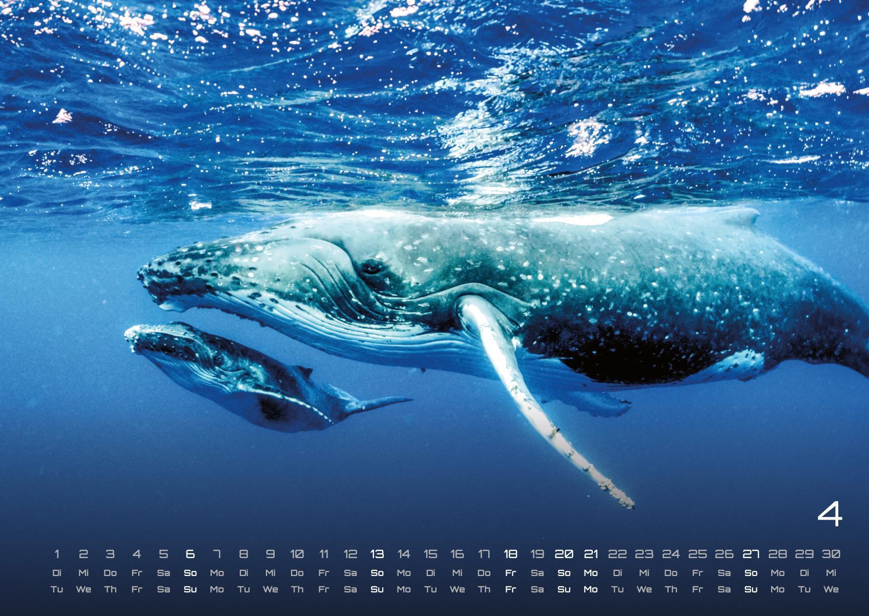 Beispielinhalt (Bild) Sealife - verborgene Tiefen - 2025 - Kalender DIN A2