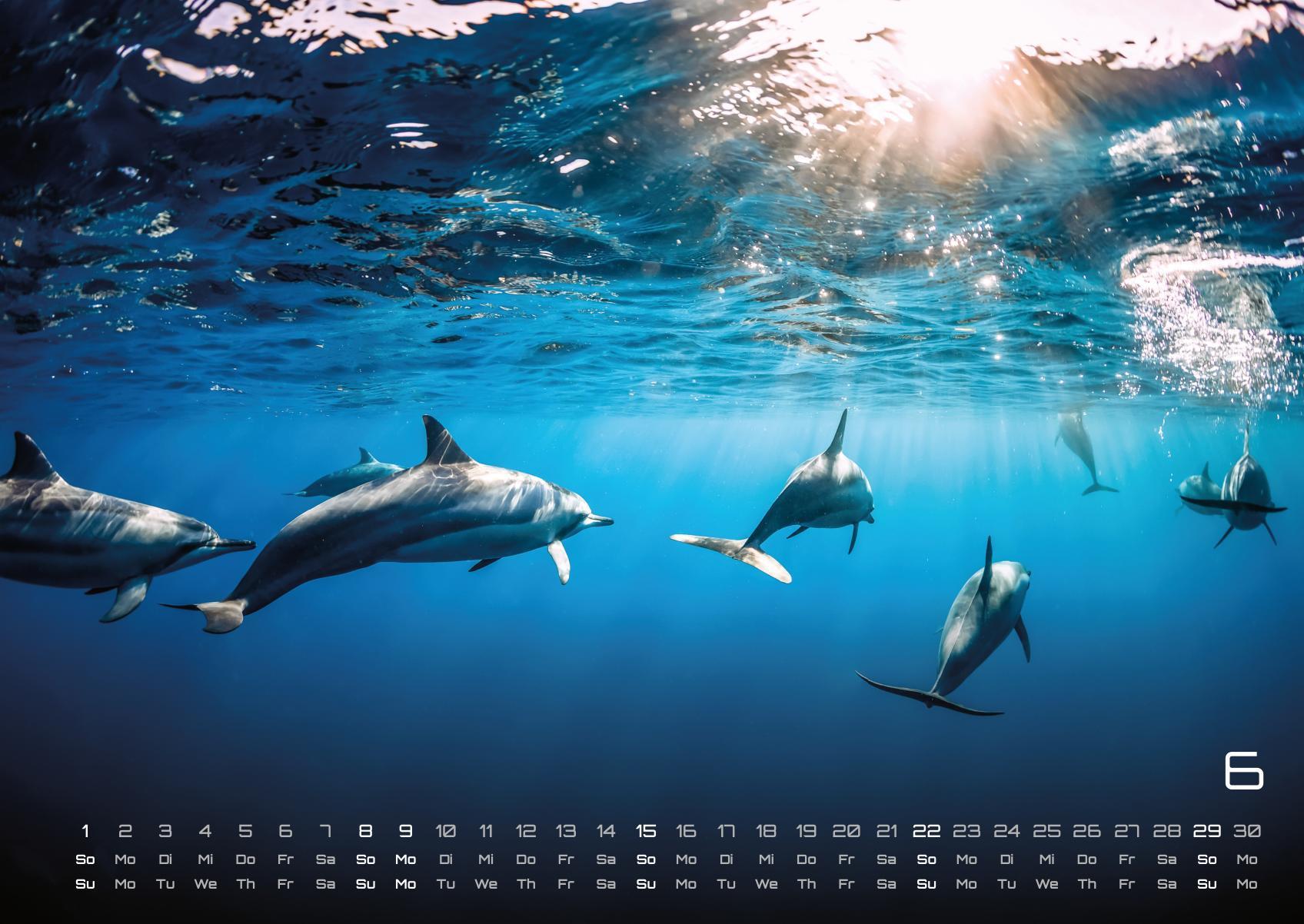 Beispielinhalt (Bild) Sealife - verborgene Tiefen - 2025 - Kalender DIN A2