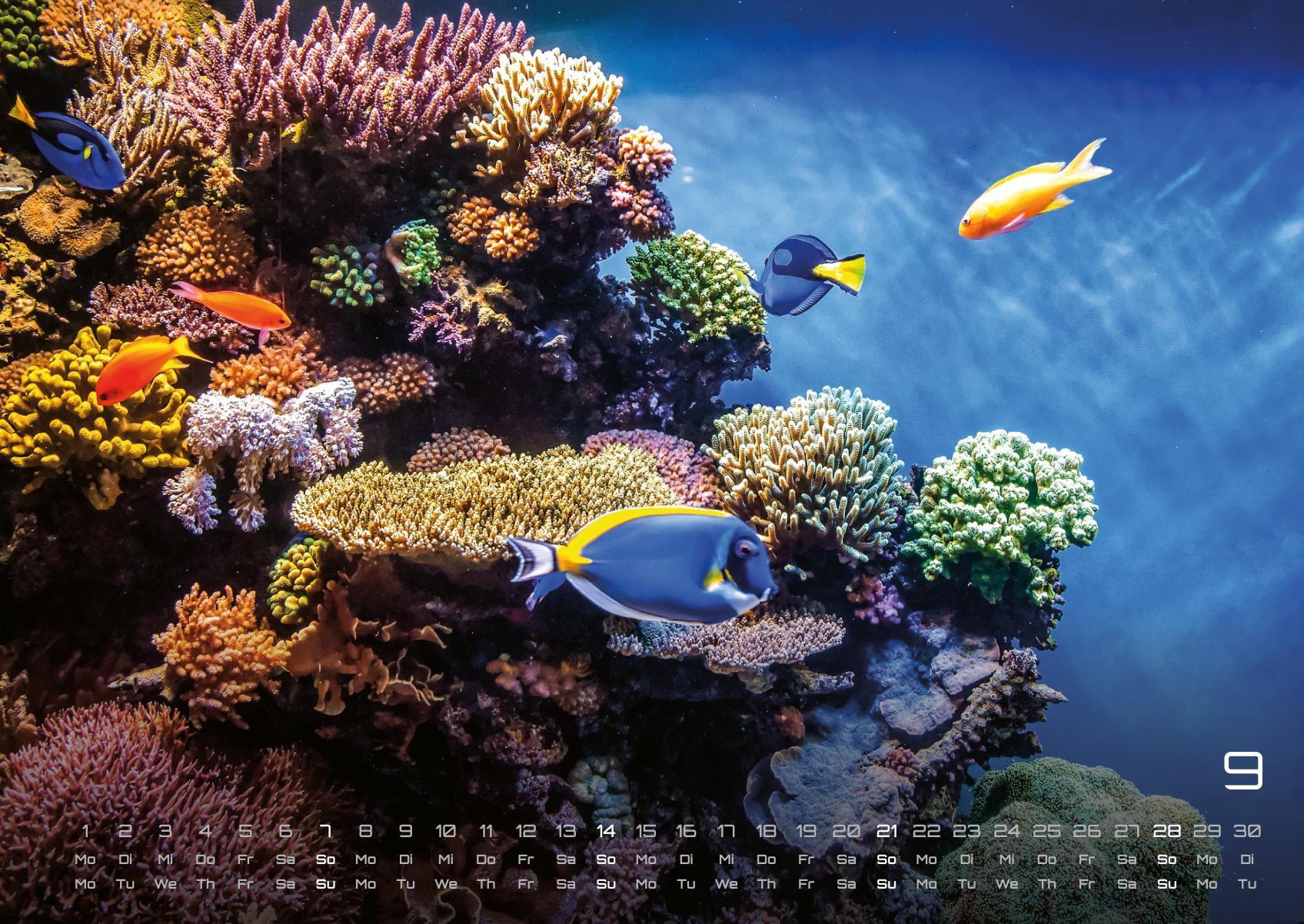 Beispielinhalt (Bild) Sealife - verborgene Tiefen - 2025 - Kalender DIN A2