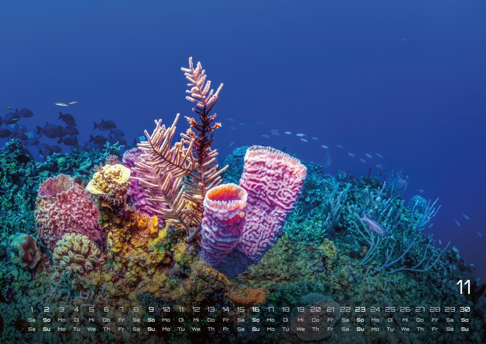 Beispielinhalt (Bild) Sealife - verborgene Tiefen - 2025 - Kalender DIN A2