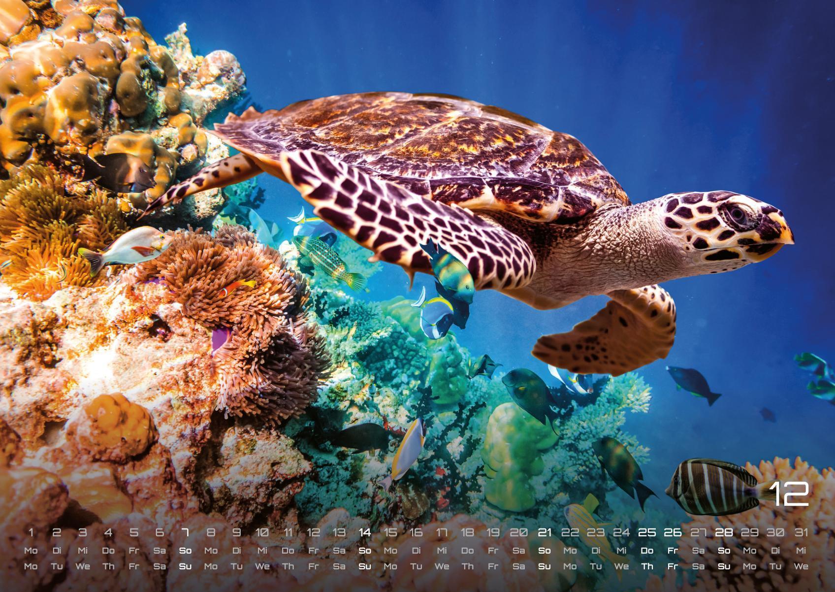 Beispielinhalt (Bild) Sealife - verborgene Tiefen - 2025 - Kalender DIN A2