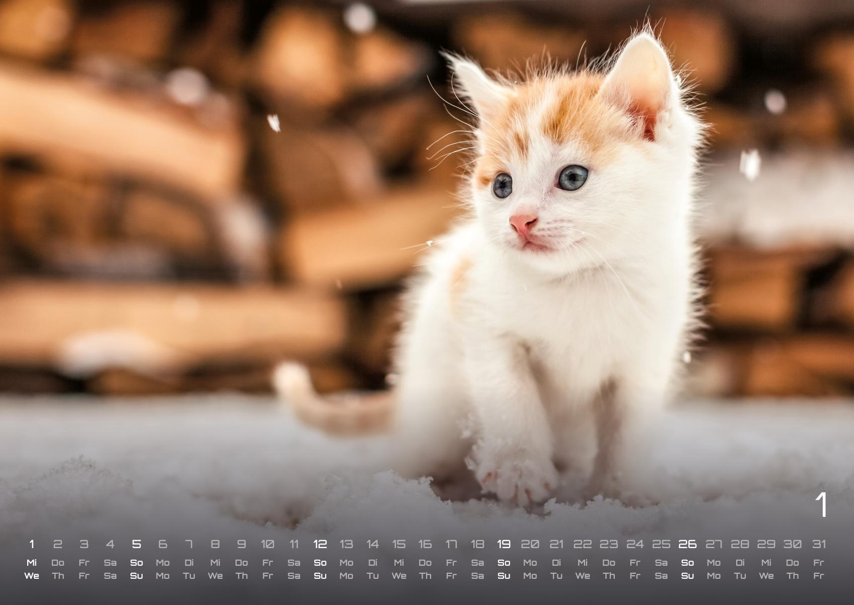 Beispielinhalt (Bild) Miau Kids - kleine Tiger ganz groß - Der Katzenkalender - 2025 - Kalender DIN A2