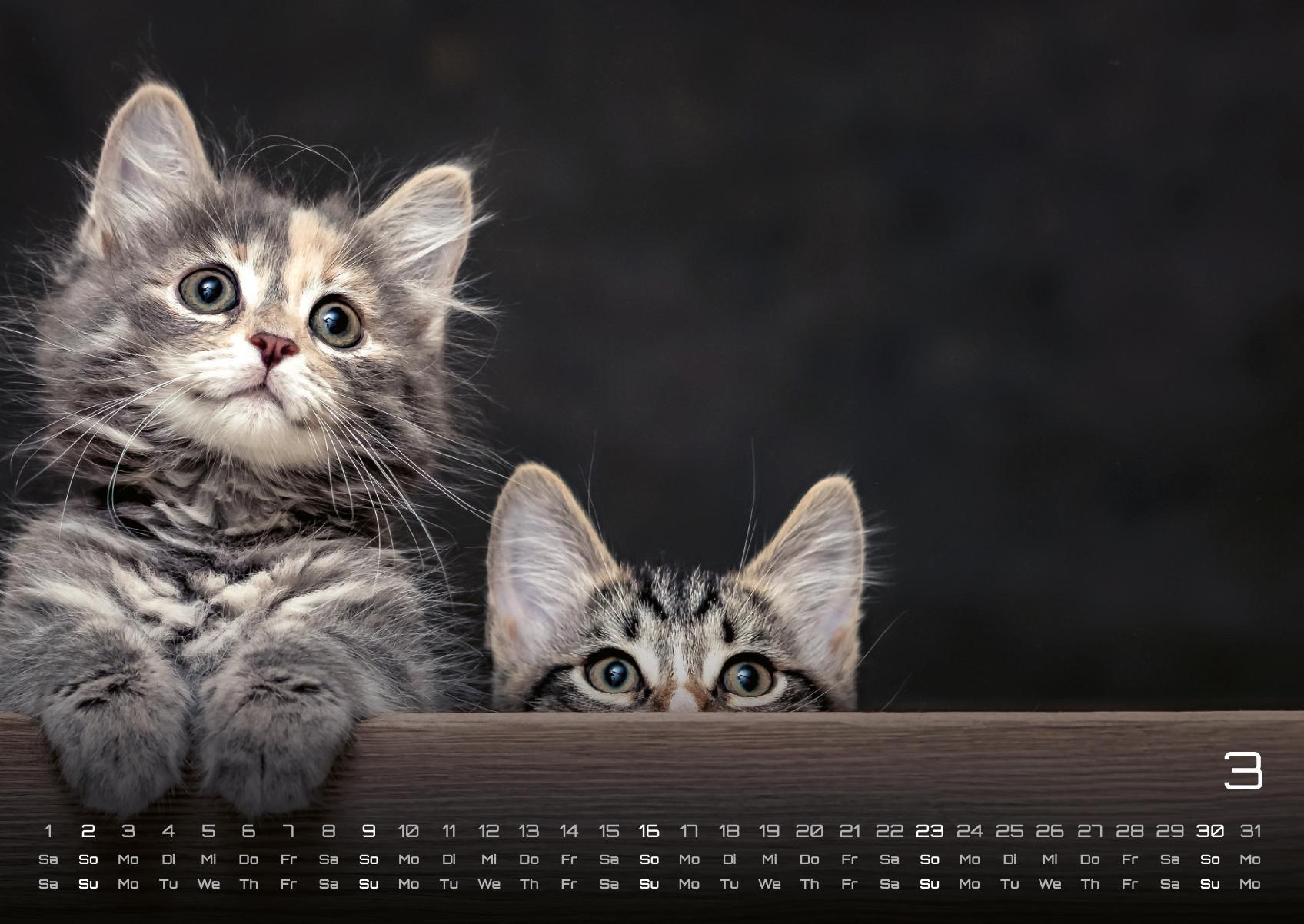 Beispielinhalt (Bild) Miau Kids - kleine Tiger ganz groß - Der Katzenkalender - 2025 - Kalender DIN A2