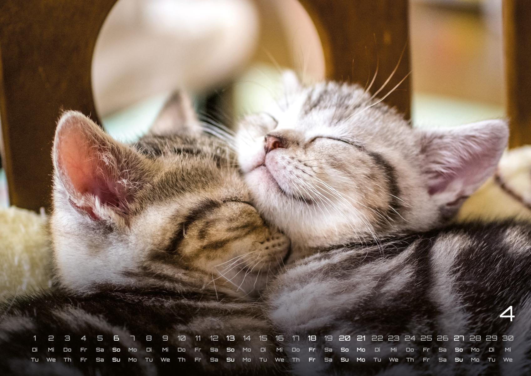 Beispielinhalt (Bild) Miau Kids - kleine Tiger ganz groß - Der Katzenkalender - 2025 - Kalender DIN A2