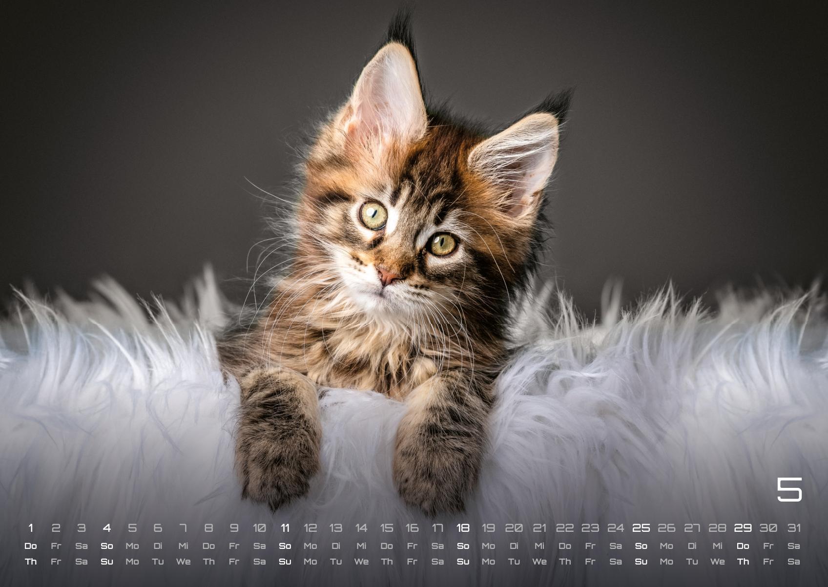 Beispielinhalt (Bild) Miau Kids - kleine Tiger ganz groß - Der Katzenkalender - 2025 - Kalender DIN A2