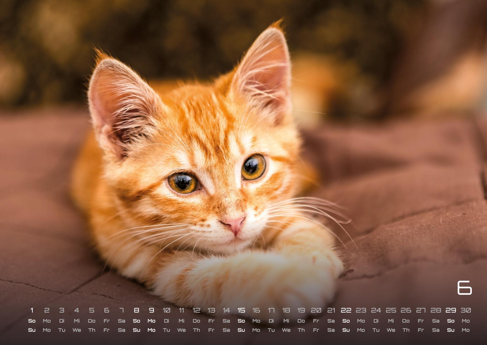 Beispielinhalt (Bild) Miau Kids - kleine Tiger ganz groß - Der Katzenkalender - 2025 - Kalender DIN A2