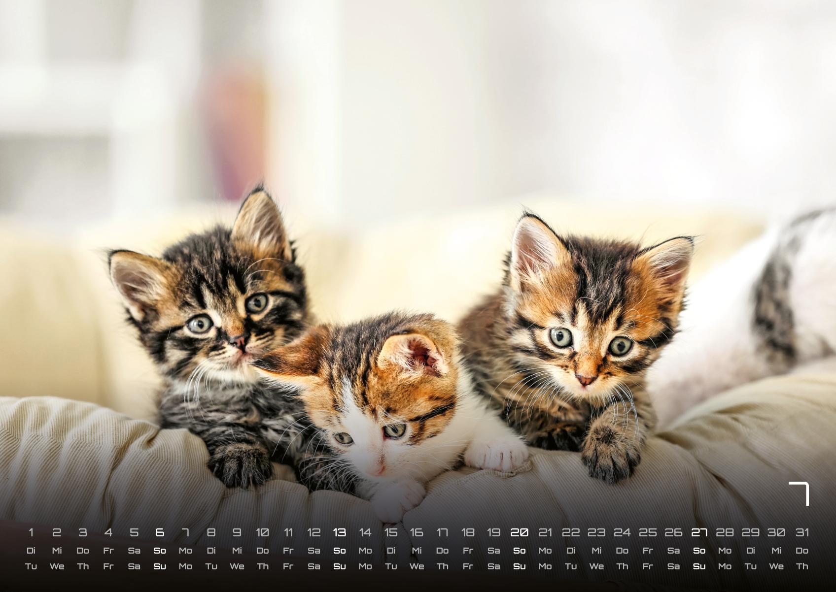 Beispielinhalt (Bild) Miau Kids - kleine Tiger ganz groß - Der Katzenkalender - 2025 - Kalender DIN A2